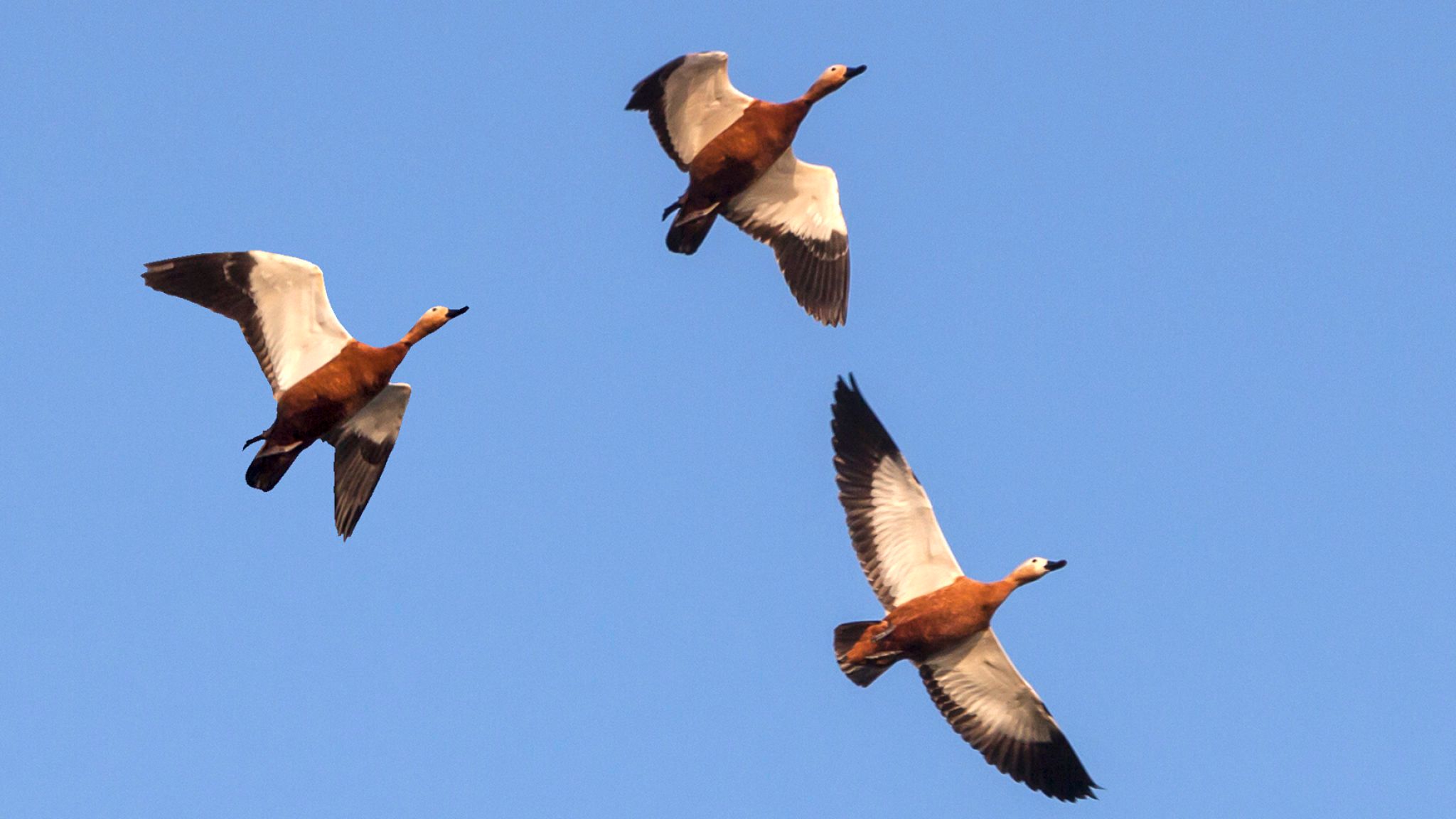 Ruddy Shelduck - Flock - HD Wallpaper 
