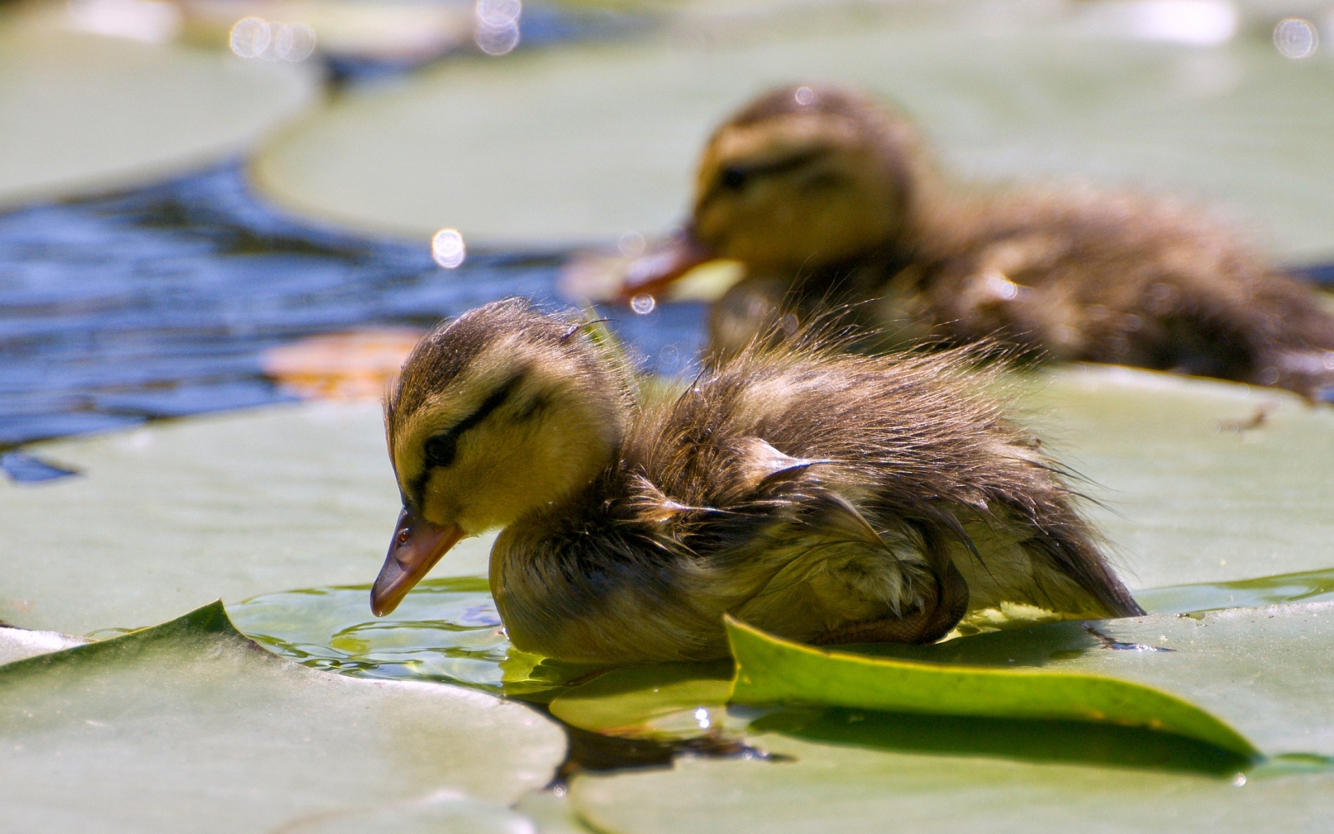 Nice Animals Desktop Backgrounds - HD Wallpaper 