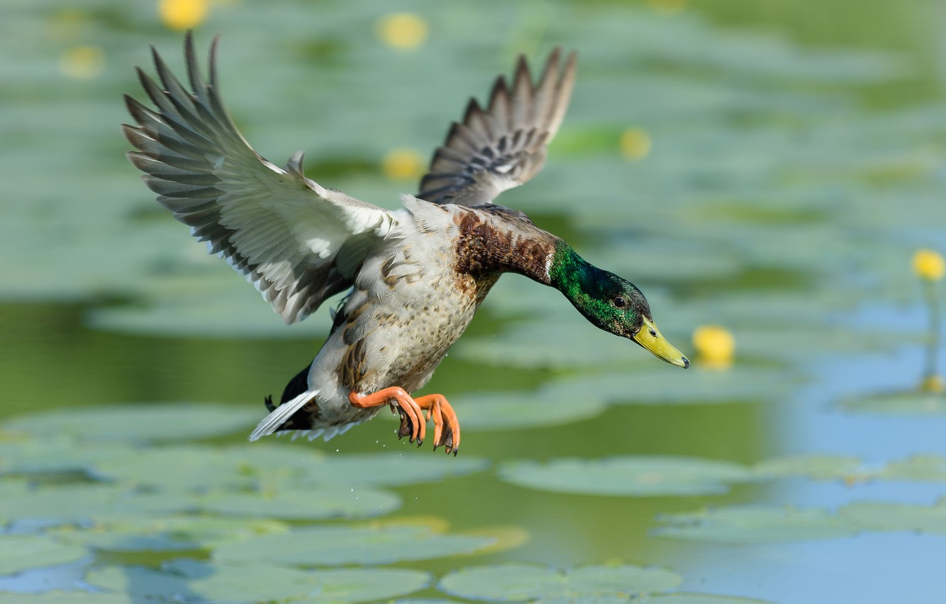 Photo Wallpaper Water, Flight, Pose, Lake, Pond, Wings, - Mallard - HD Wallpaper 