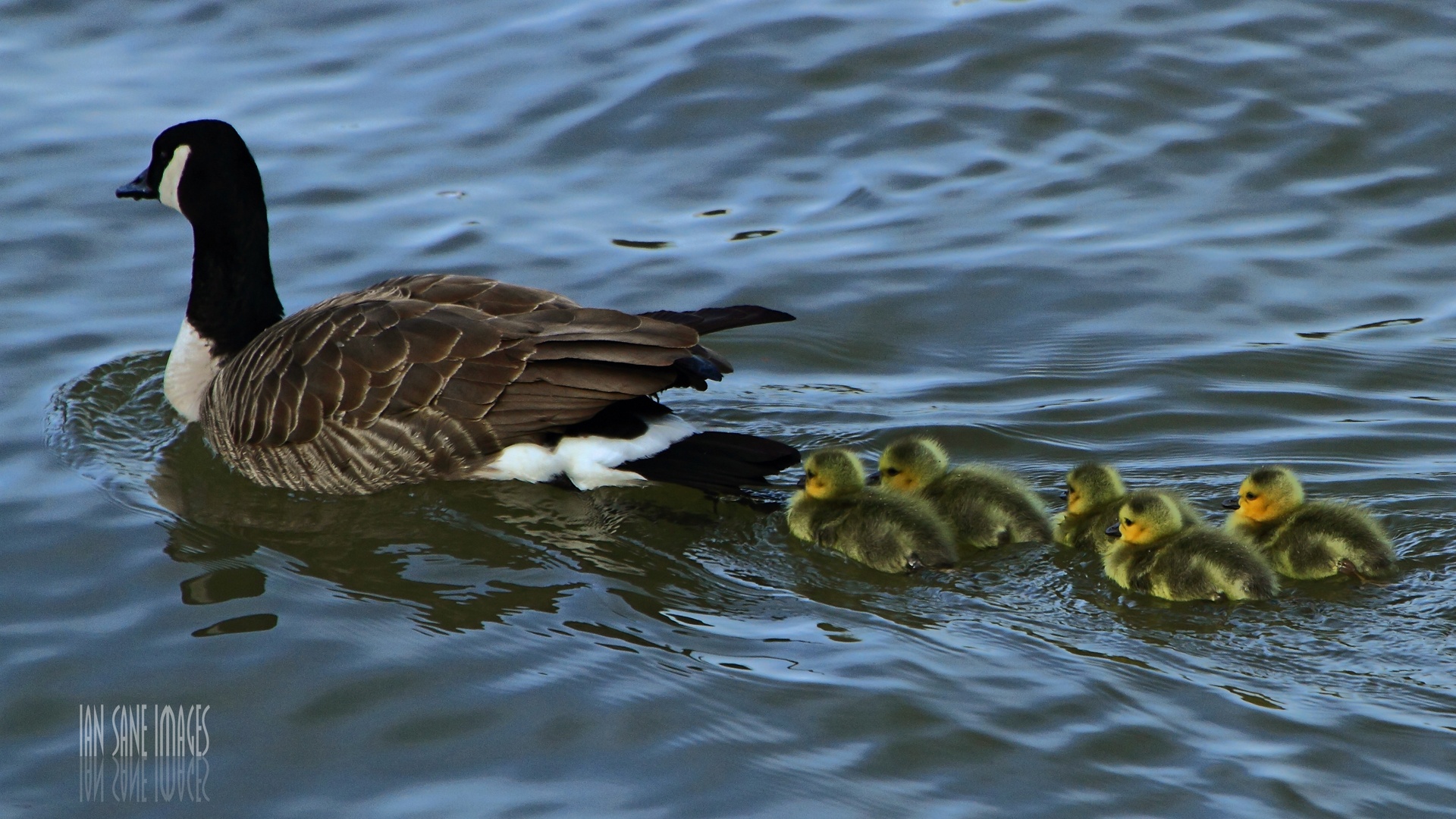 Mother Duck And Ducklings - Seaduck - HD Wallpaper 