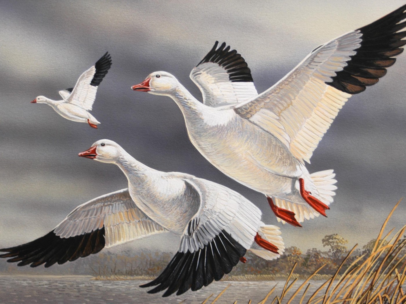 Beautiful Flying Bird Painting - HD Wallpaper 