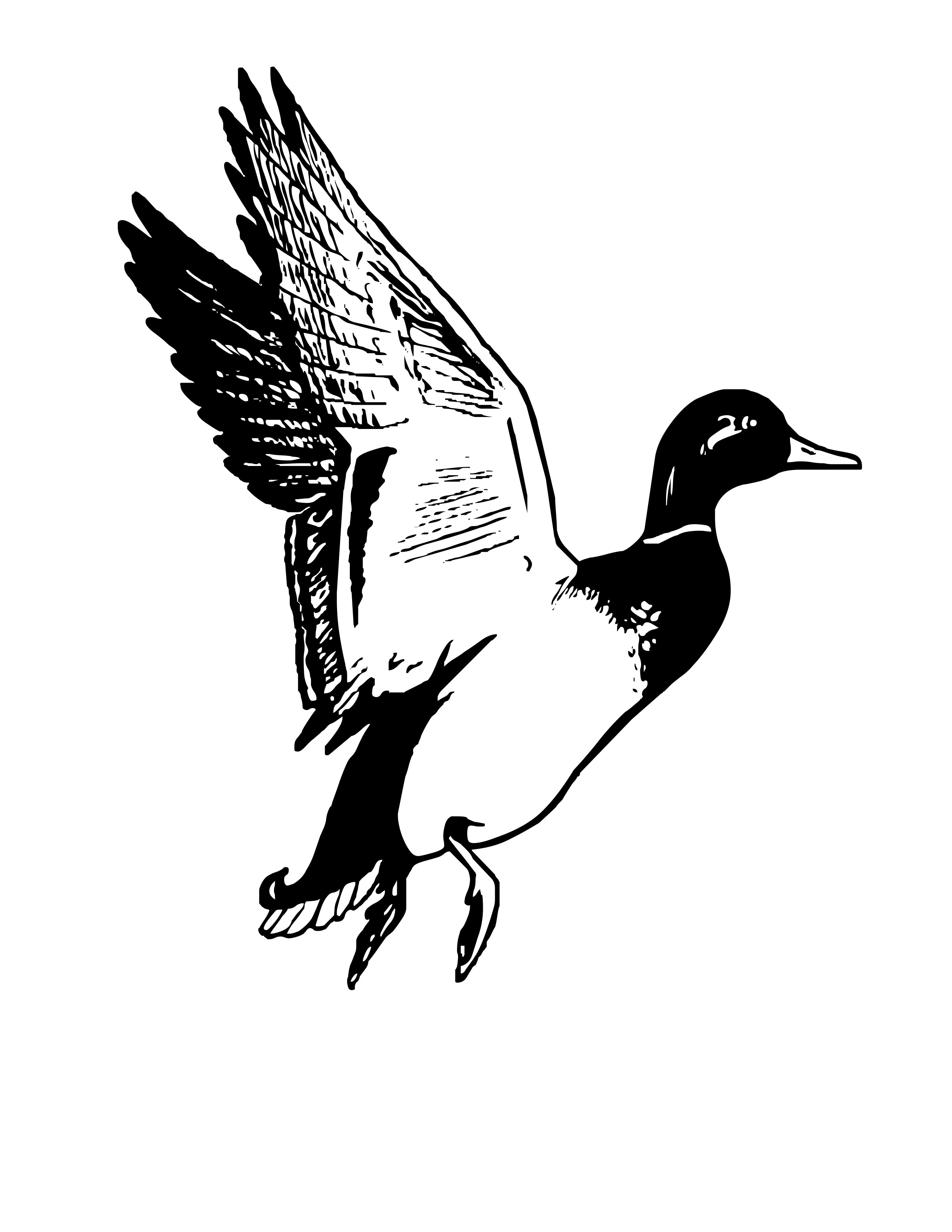 Flying Duck Clipart Black And White - Mallard Duck Clipart Black And White - HD Wallpaper 