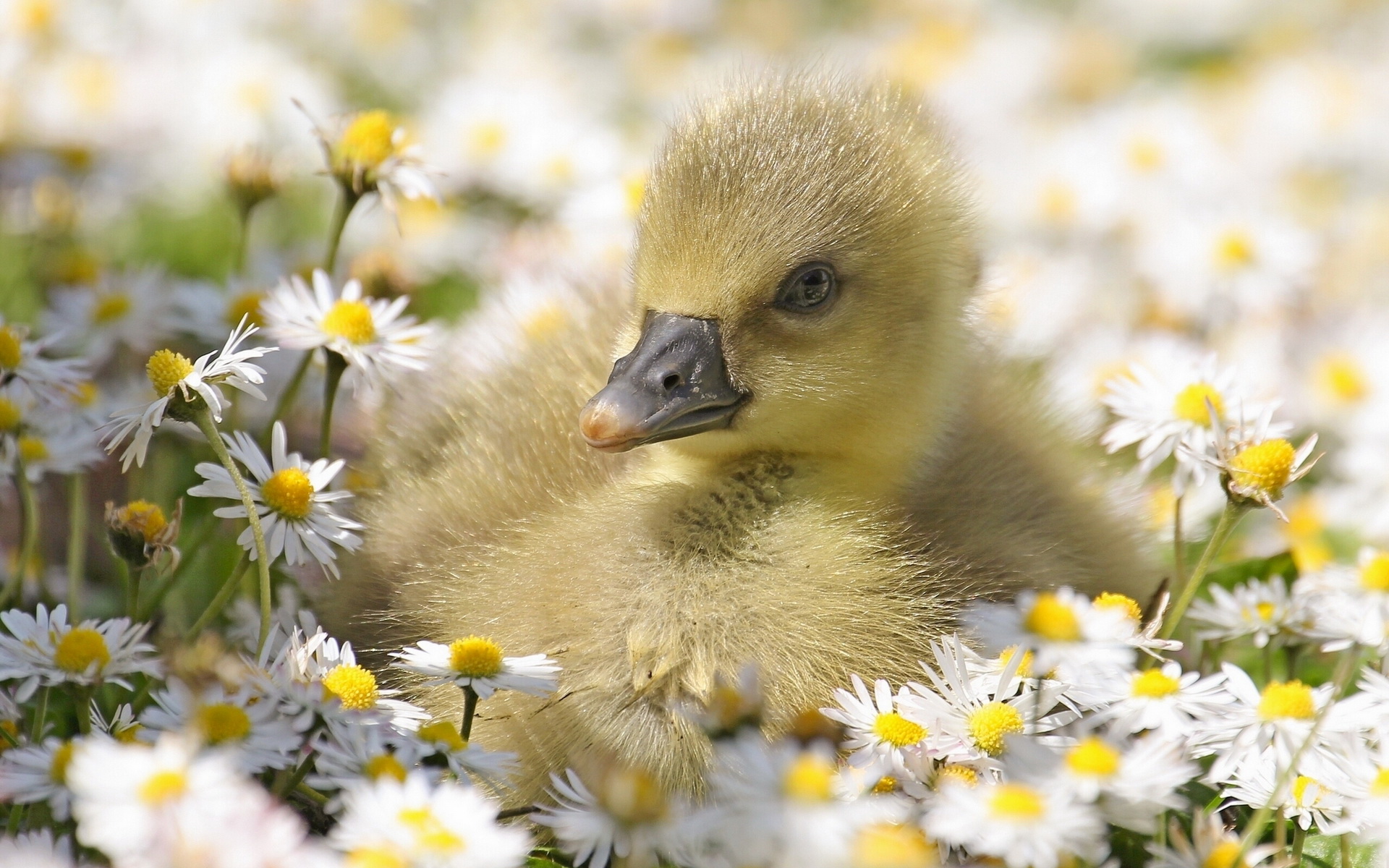 Baby Ducks In Flowers - HD Wallpaper 