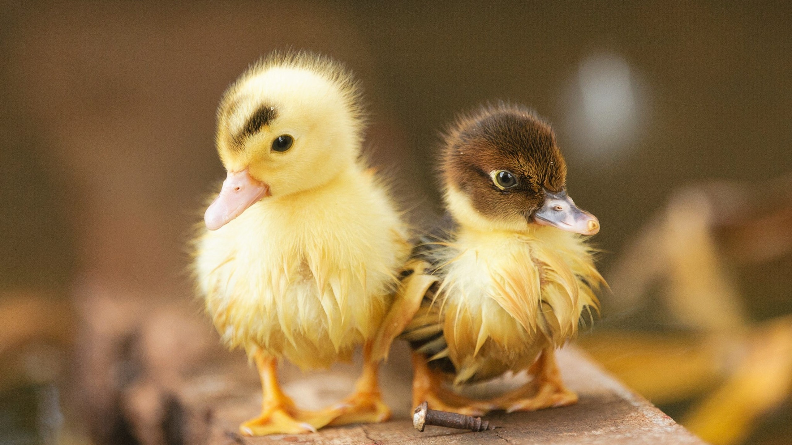 Baby Duck Cute Hd - HD Wallpaper 