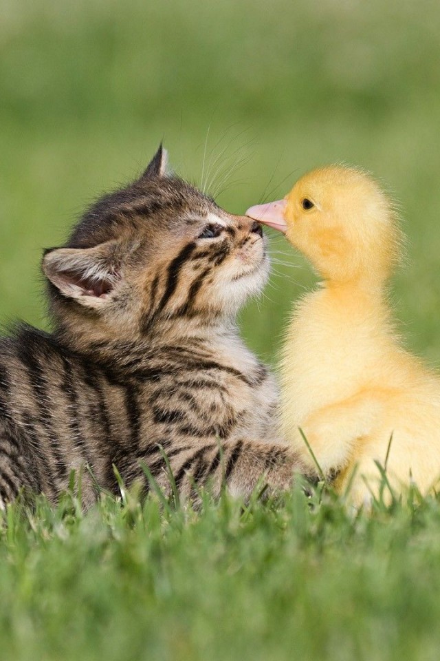 Kitten Duckling Friendship Day Wallpaper - Nice Pictures Of Animals - HD Wallpaper 