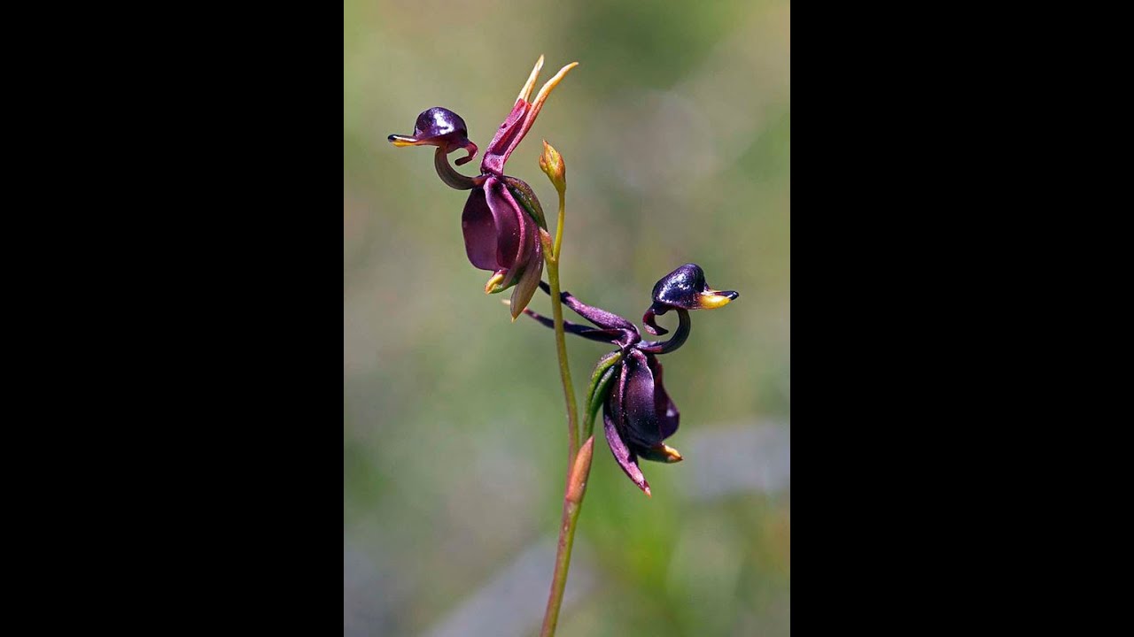 Unusual Flowers And Features - 1280x720 Wallpaper - teahub.io