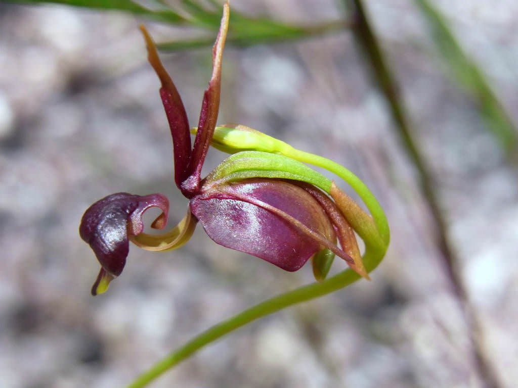 Flying Duck Orchid - HD Wallpaper 