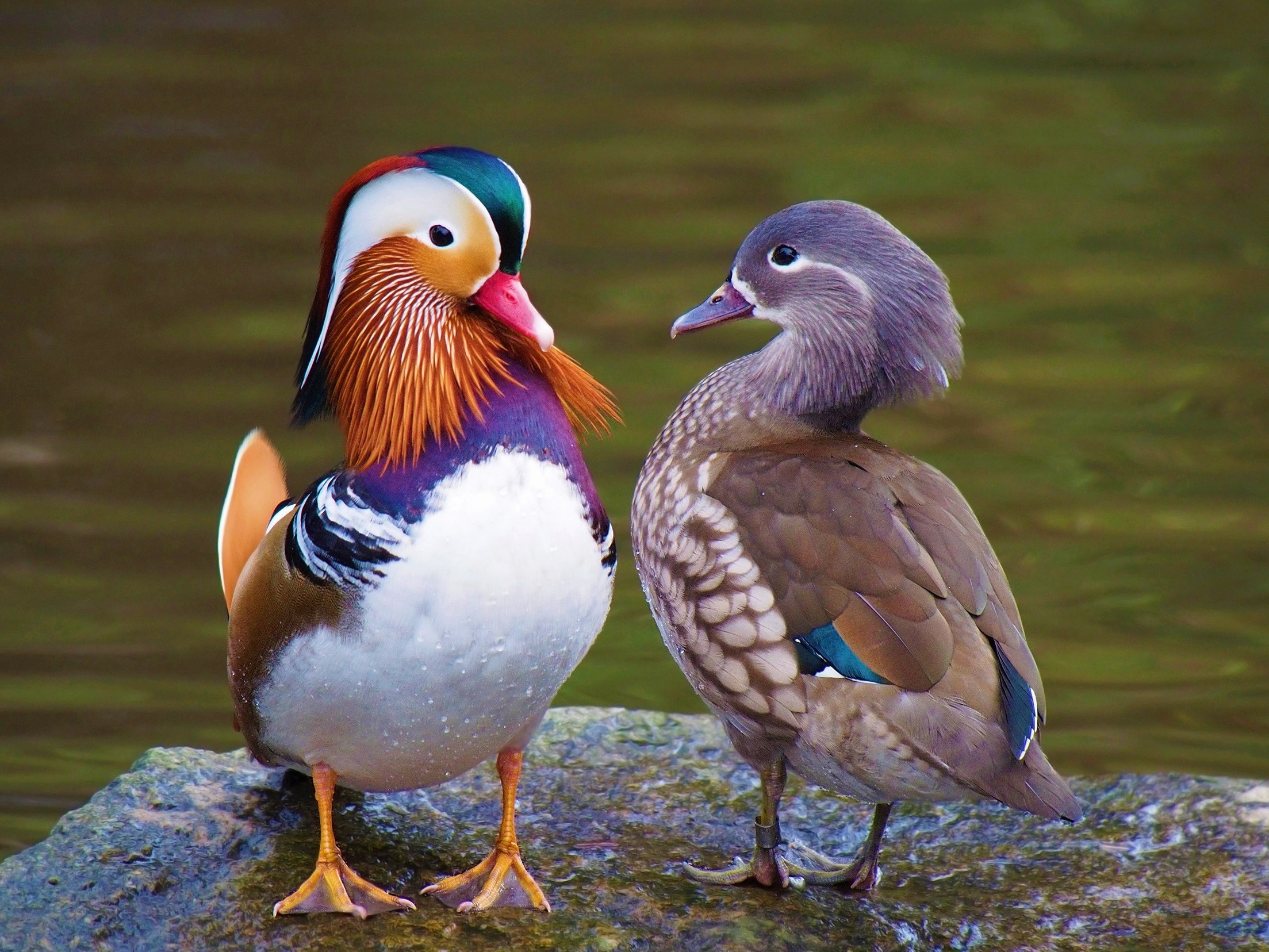 mandarin-duck-couple-2207x1656-wallpaper-teahub-io