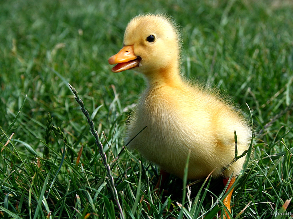 Baby Duck In Grass - HD Wallpaper 