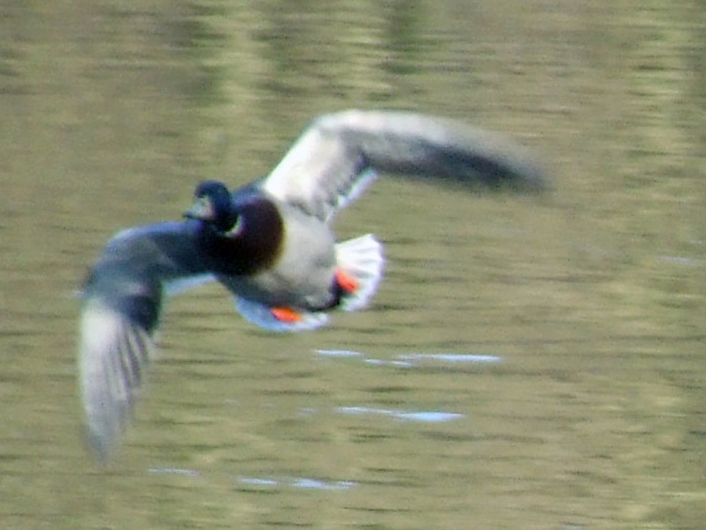 Mallard - HD Wallpaper 