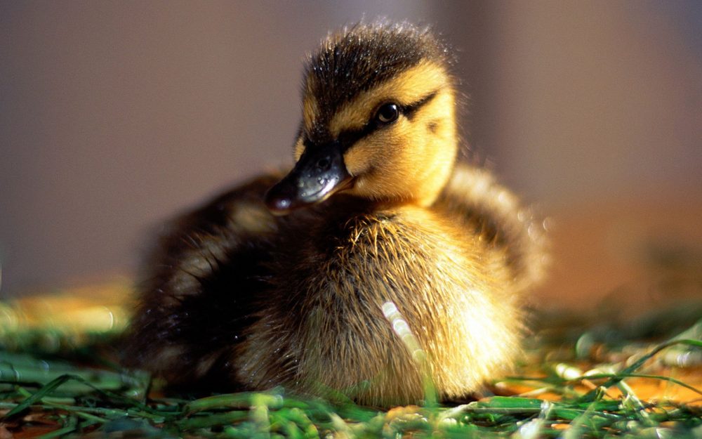 Duckling Hd - HD Wallpaper 