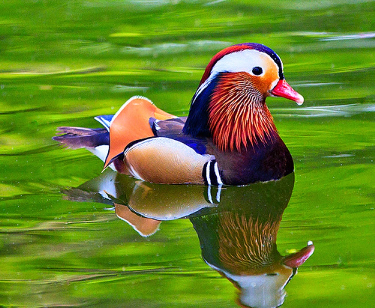 Very Cute Mandarin Duck Wallpapers Free Download - Mandarin Duck Hd - HD Wallpaper 