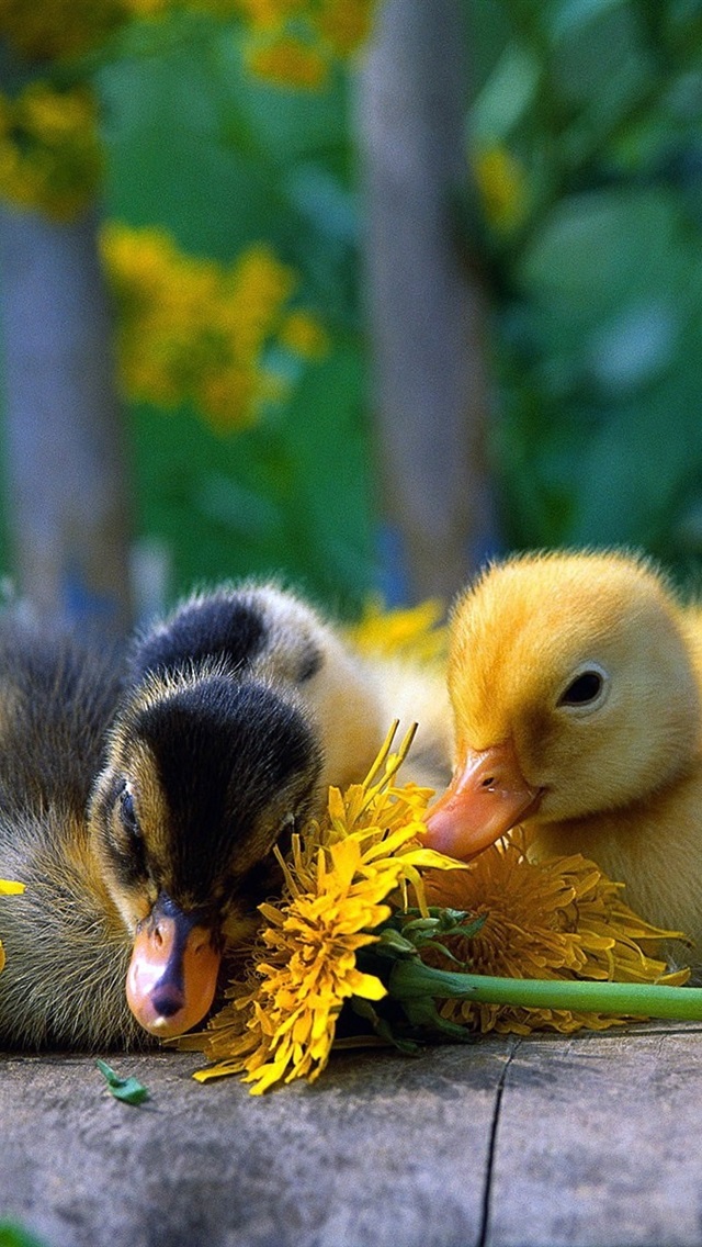 Iphone Wallpaper Cute Little Duck With Yellow Daisy - Baby Duck And Flowers - HD Wallpaper 