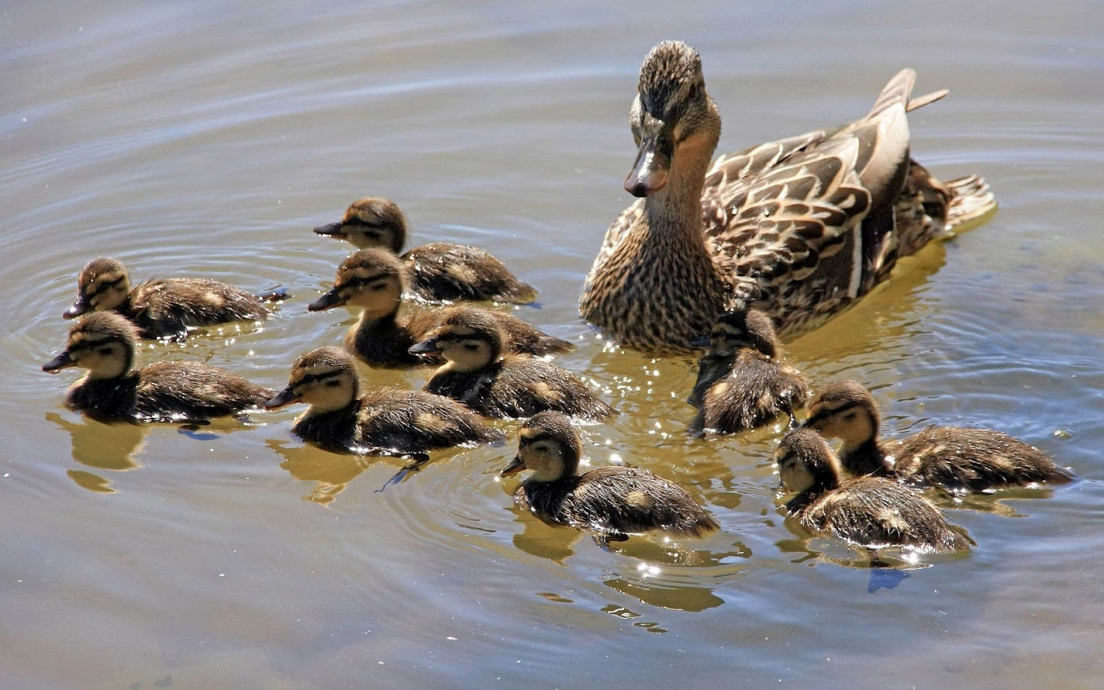 Mallard - 1600x1000 Wallpaper - teahub.io