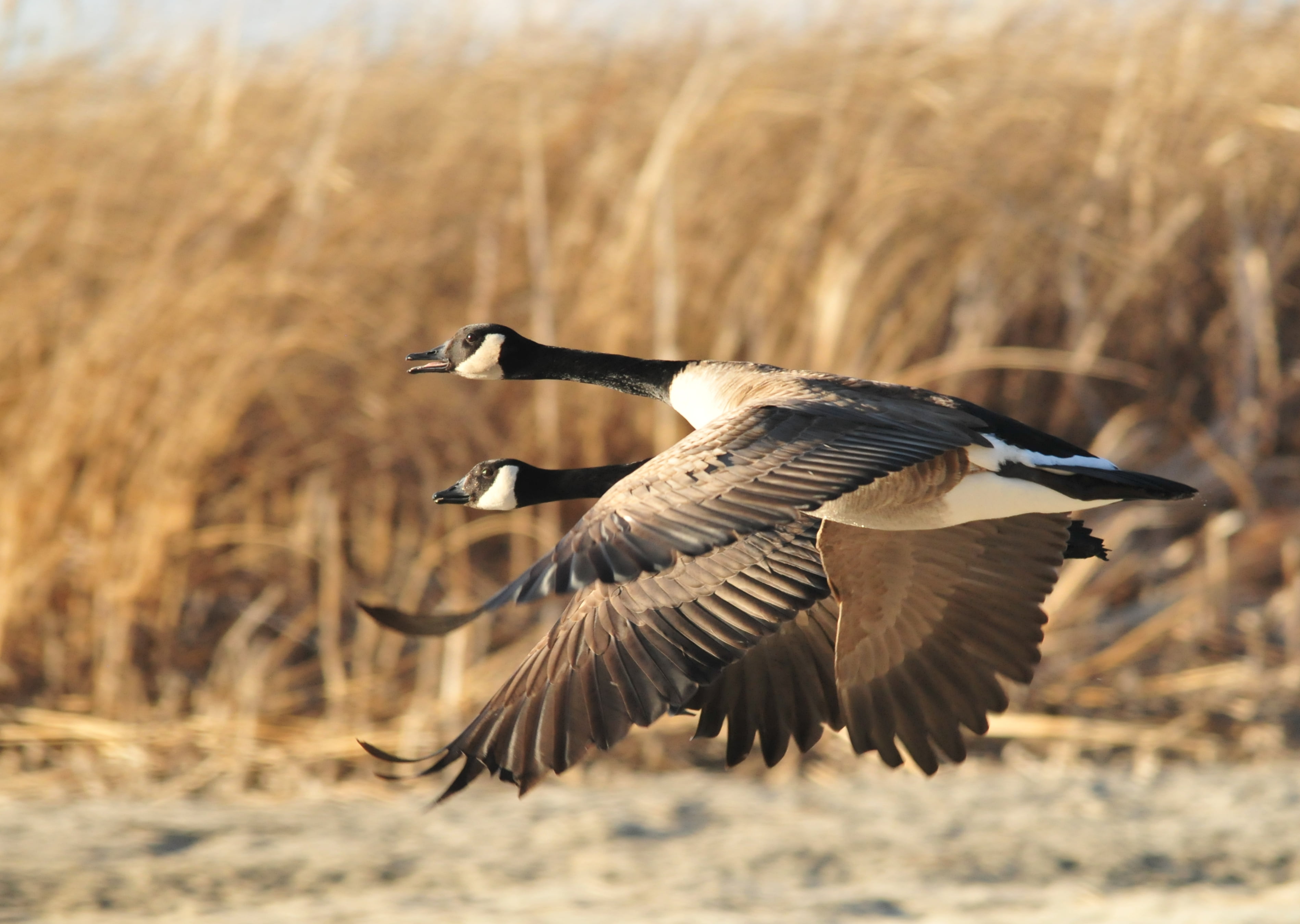 Two Goose Flying - HD Wallpaper 