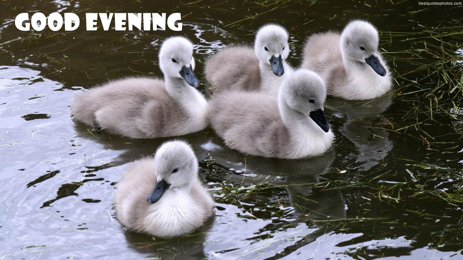 Good Evening Cute Duck Photos - Duck - HD Wallpaper 