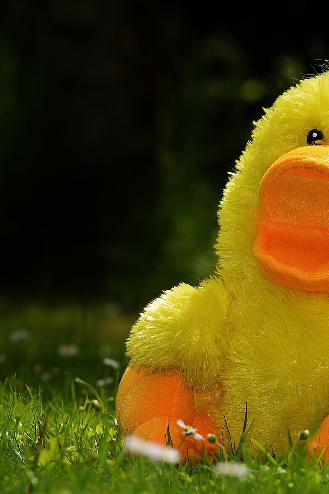 Duck, Funny, Soft Toy, Toys, Children, Meadow, Cute - Soft Toys - HD Wallpaper 