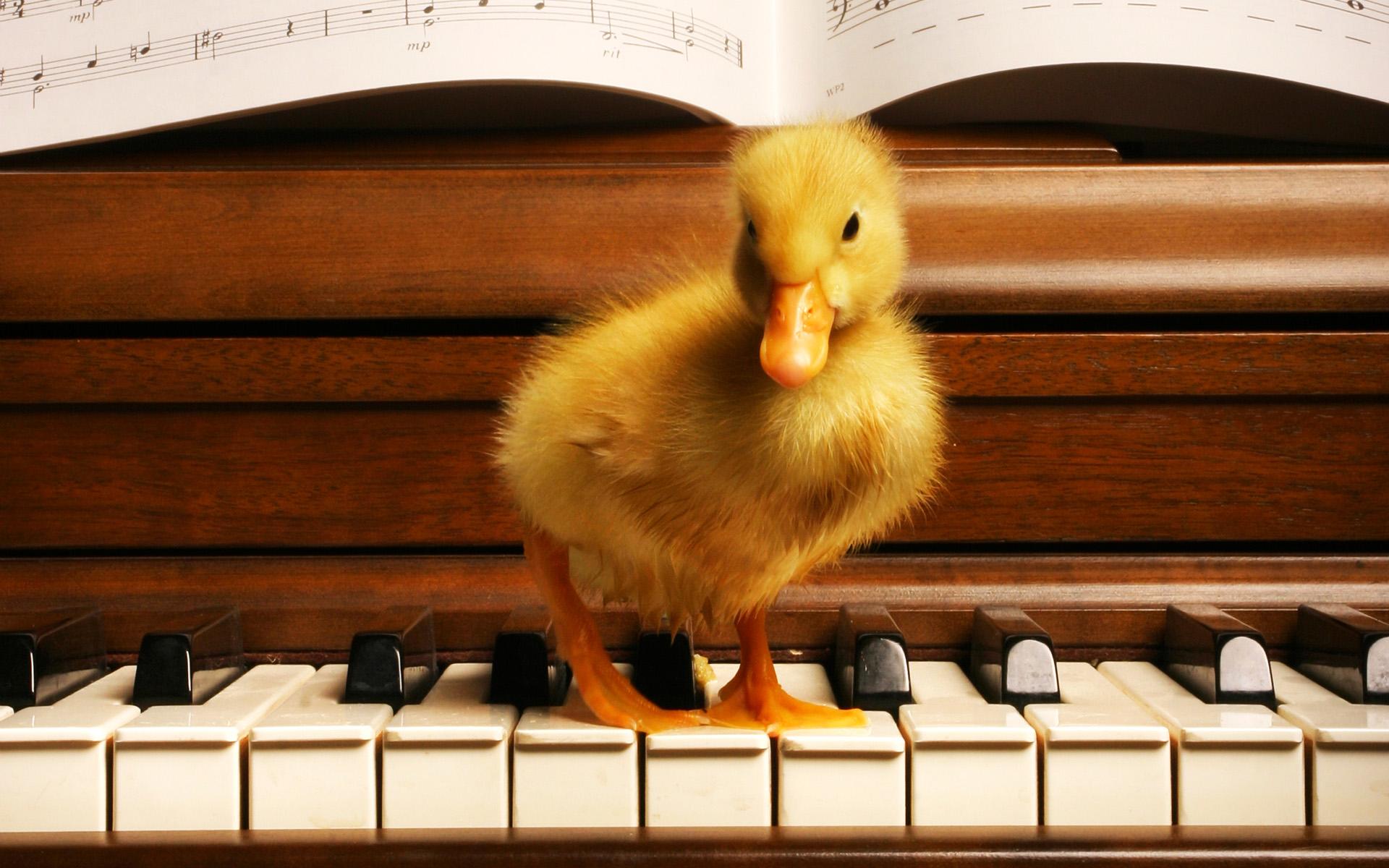 Cute Musician Duck - Piano For The Duck - HD Wallpaper 
