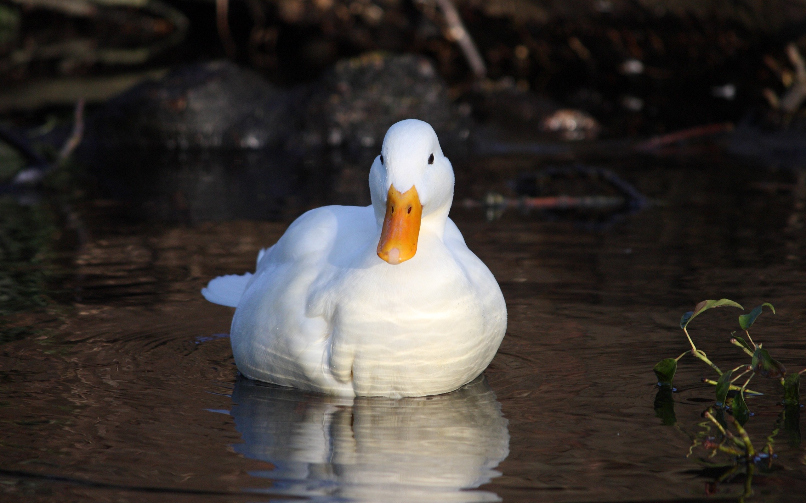 Duck Wallpaper Pc - 2560x1600 Wallpaper Duck Wallpaper Pc - 2560x1600 Wallpaper