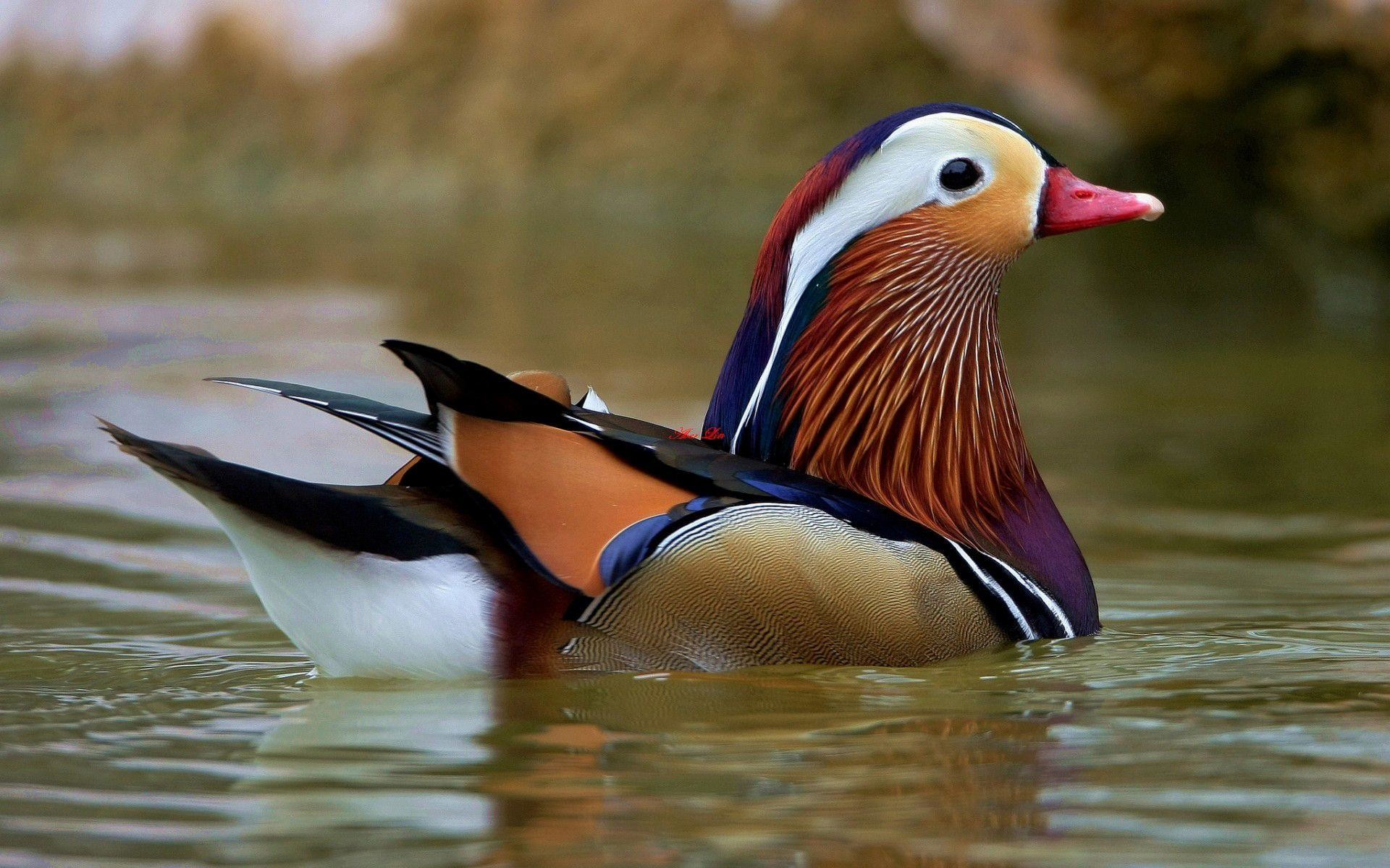 Wiki Download Free Drake Waterfowl Photos Pic Data - Waterfowl Hd - 1920x1200 Wallpaper Wiki Download Free Drake Waterfowl Photos Pic Data - Waterfowl Hd - 1920x1200 Wallpaper