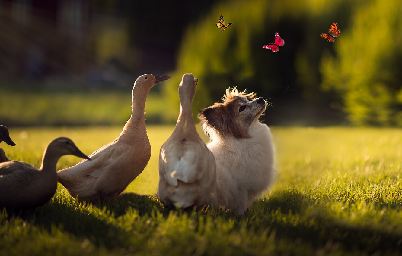 Photo Wallpaper Summer, Grass, Rays, Light, Butterfly, - Puppy - HD Wallpaper 