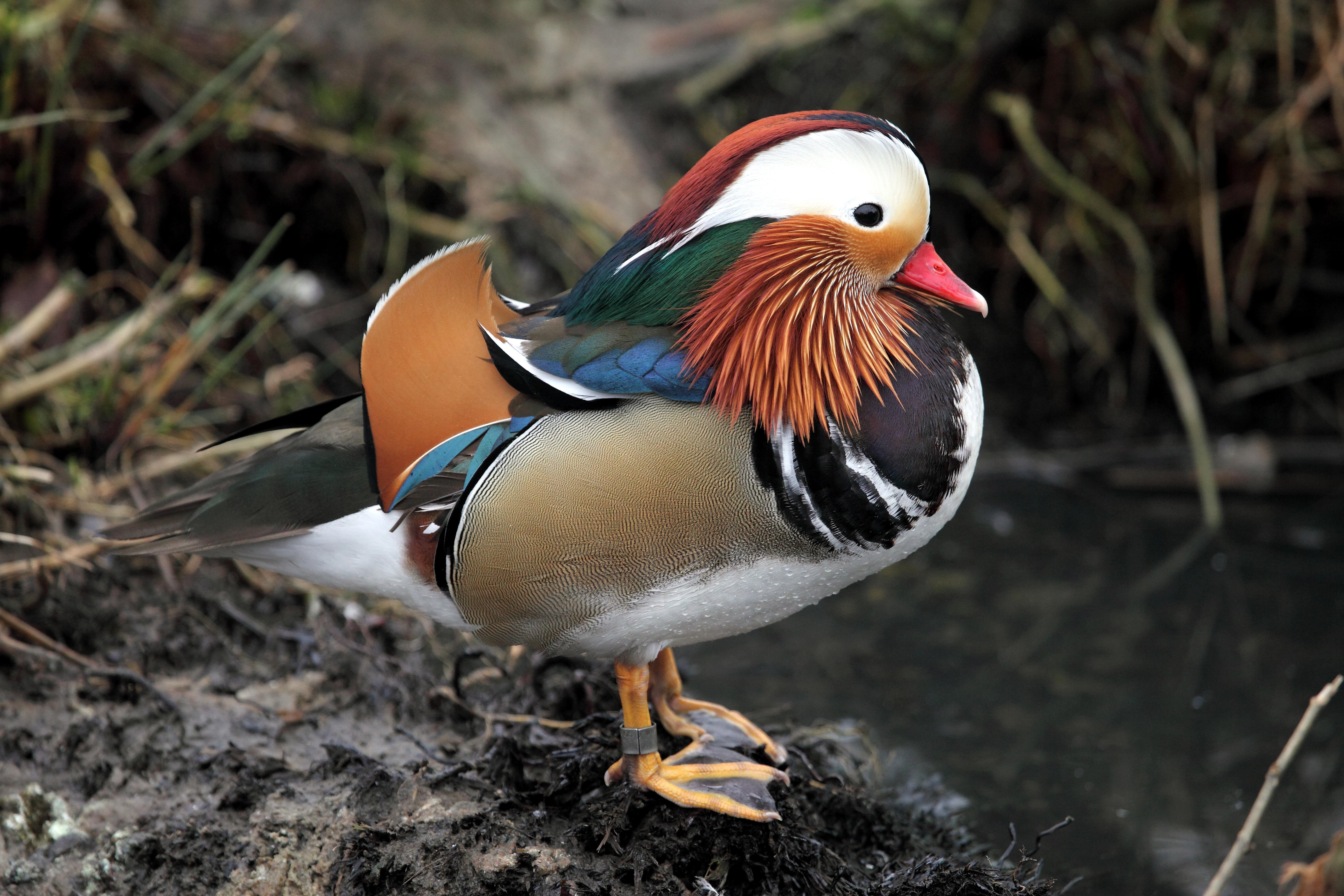 Mandarin Duck - HD Wallpaper 