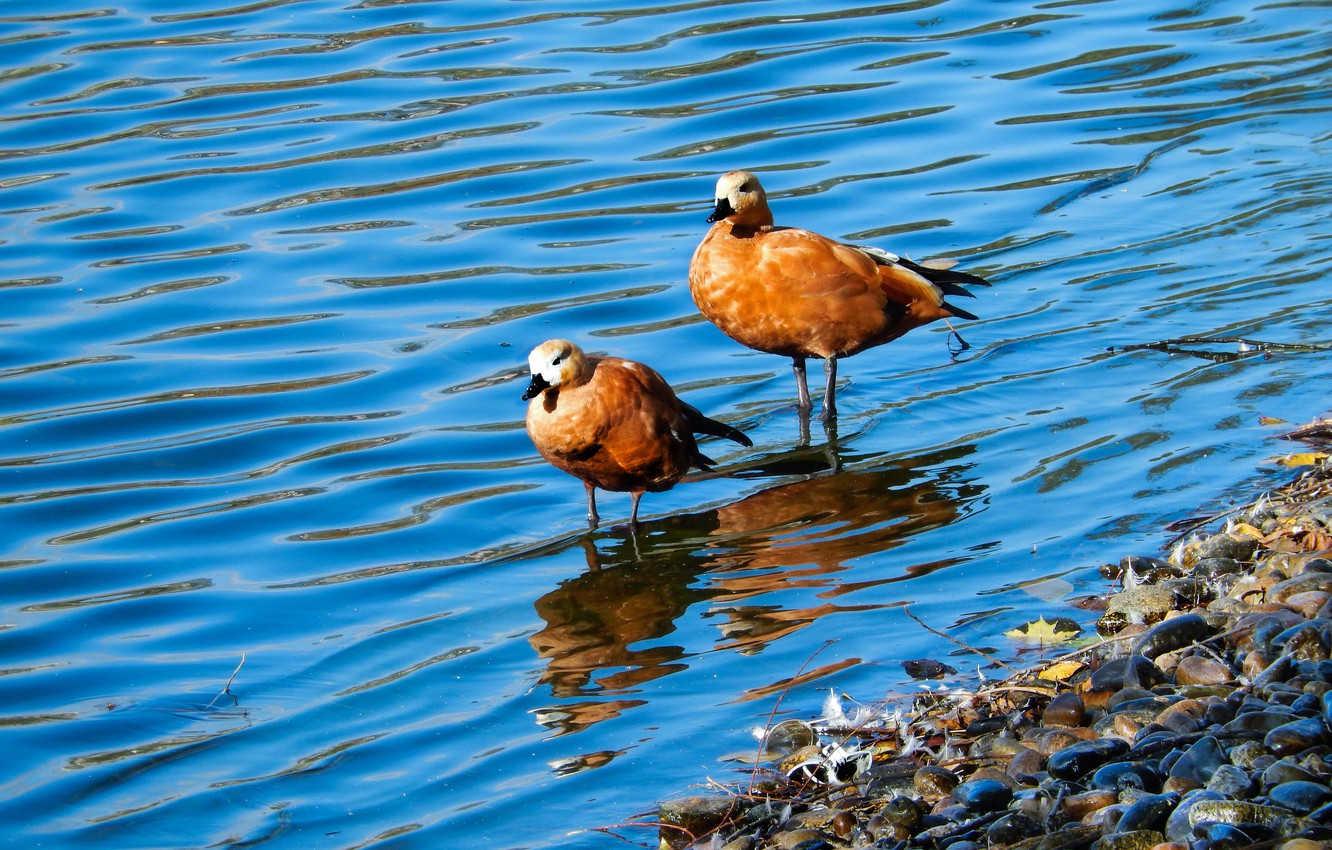 Photo Wallpaper Lake, Pond, Widescreen, Wallpaper, - Duck - HD Wallpaper 