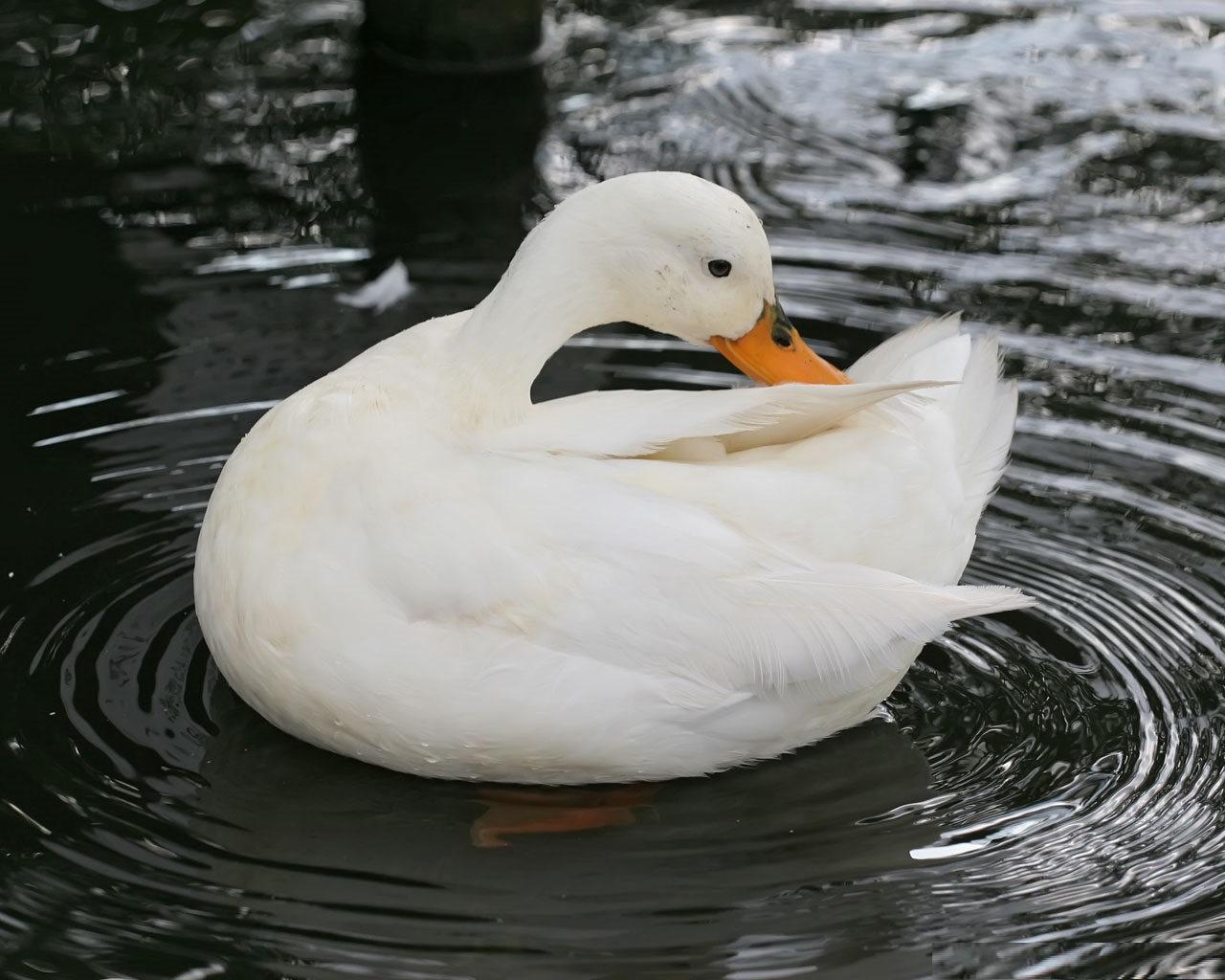 White Ducks Wallpapers Hd - Beautiful Images Of Ducks - HD Wallpaper 