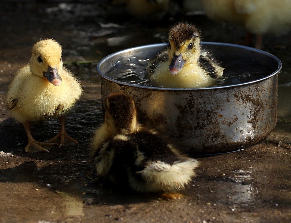 Duckling In A Pot - HD Wallpaper 
