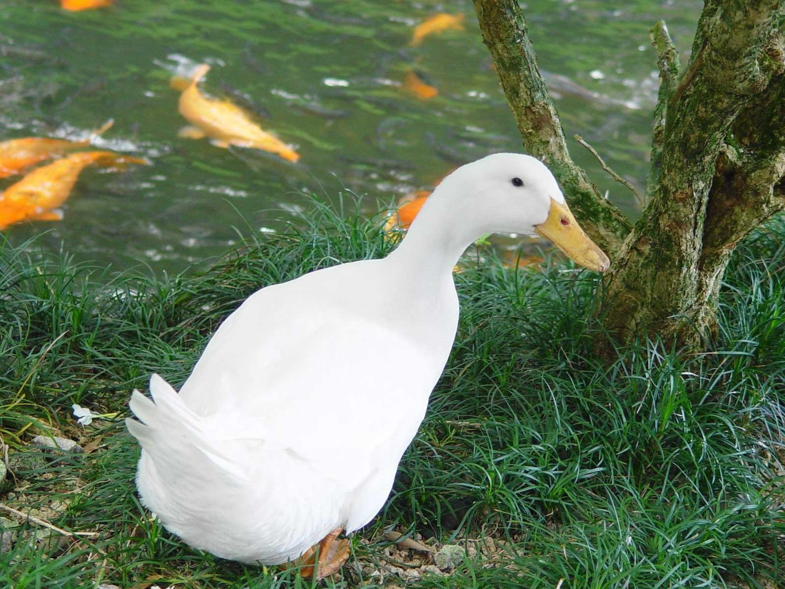 White Duck 1080p - HD Wallpaper 