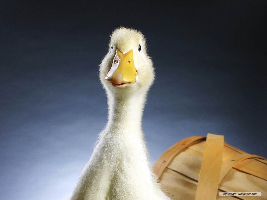 Free Animal Wallpaper - Duck Close Up - HD Wallpaper 