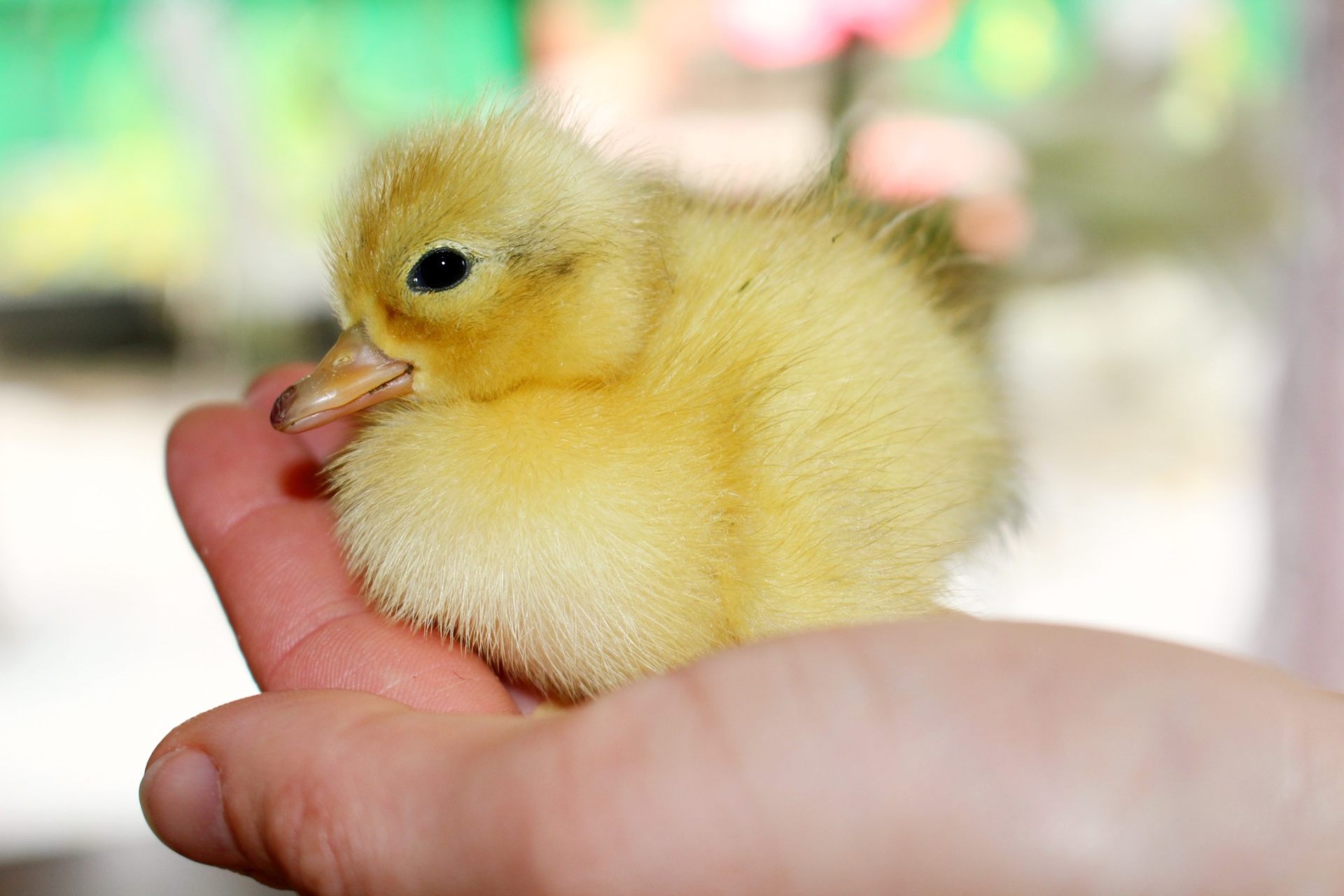Cute Furry Baby Duck Wallpaper Golden Color - Baby Chick Cute - HD Wallpaper 