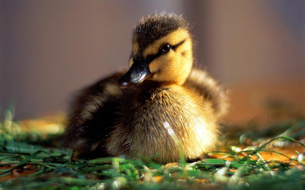 Small Duck Wallpaper,duck Hd Wallpaper,grass Hd Wallpaper,small - Duckling Hd - HD Wallpaper 