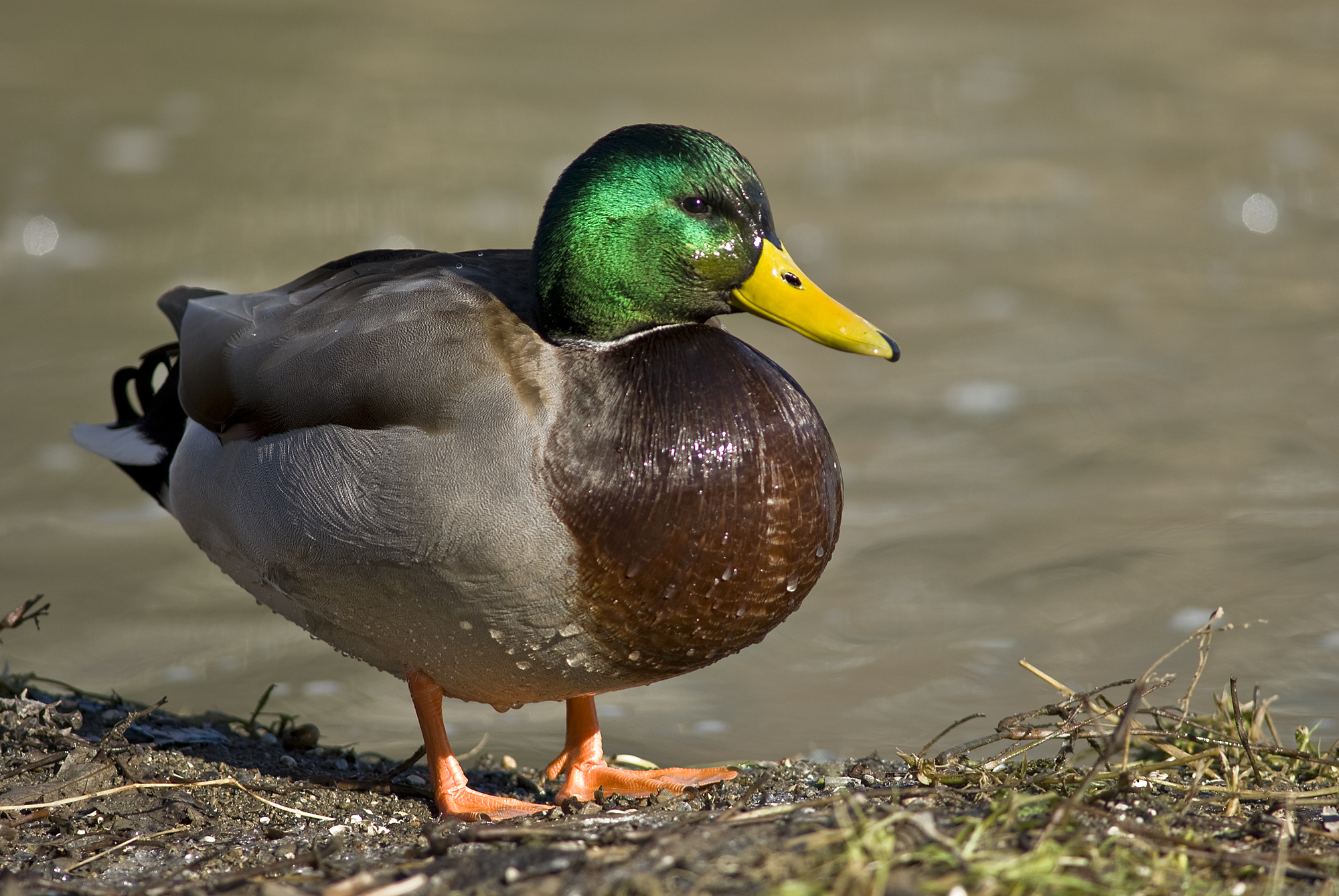 Hq Ducks Wallpapers - Mallard Duck - HD Wallpaper 