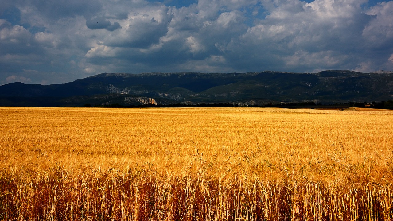 Crop Field Hd Wallpaper Vertical - HD Wallpaper 