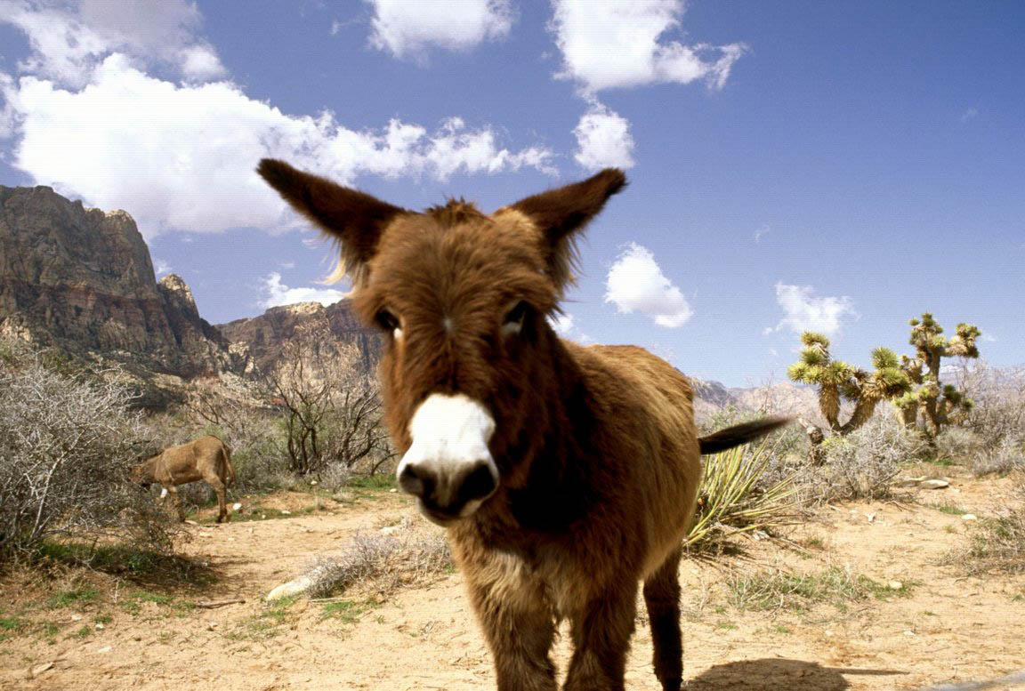 Nevada Donkey - Wall Paper Donkeys - HD Wallpaper 