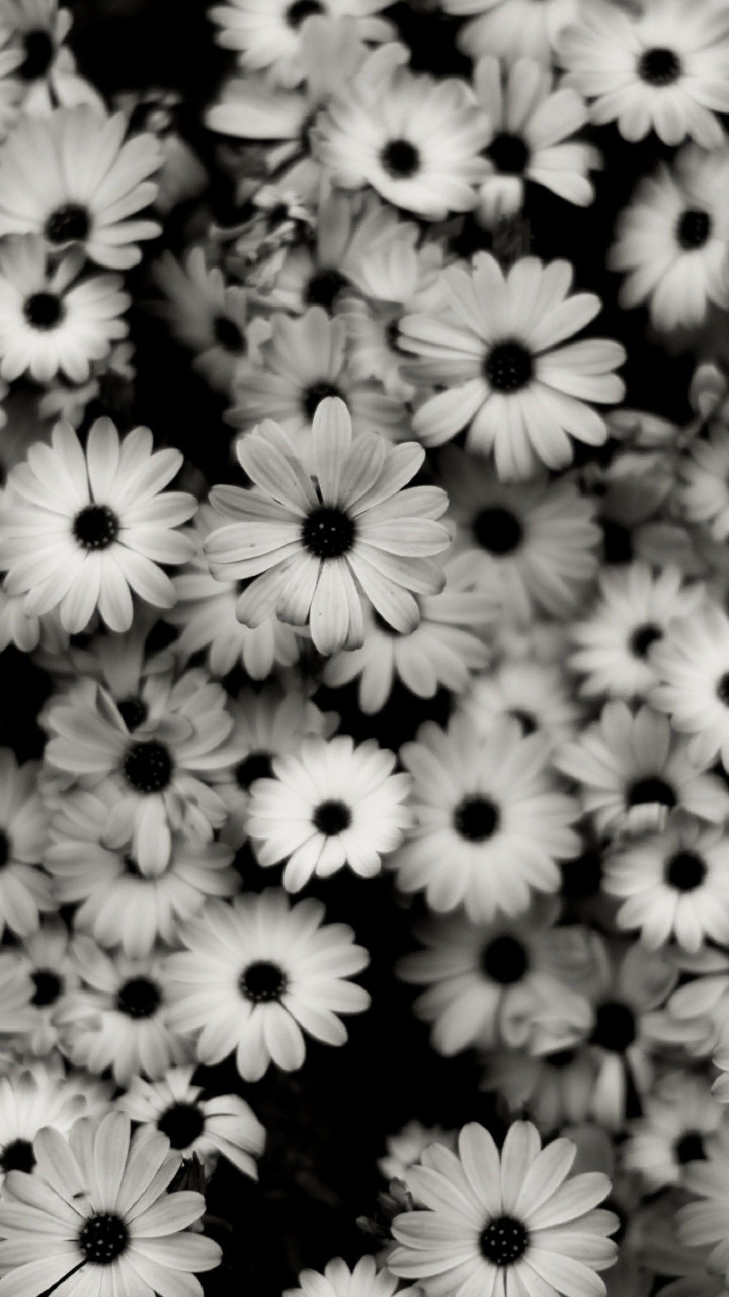 Black And White Flower - HD Wallpaper 