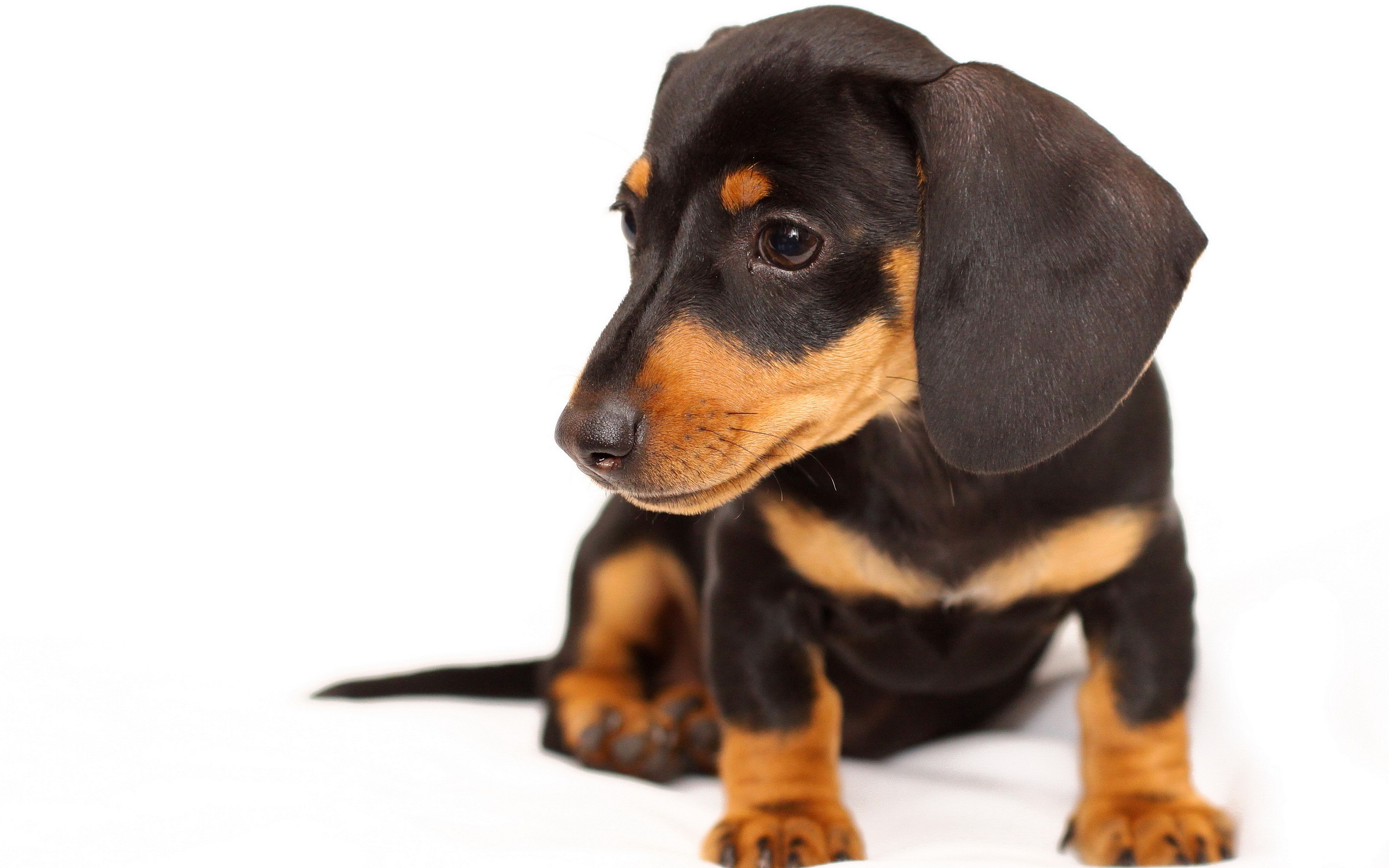 Not All Breeders Are Bad - HD Wallpaper 