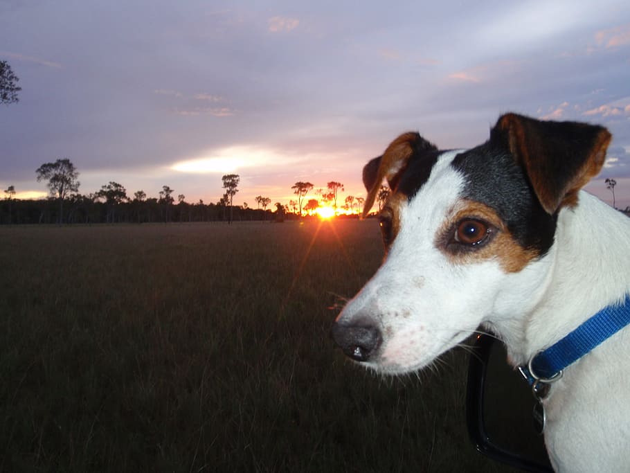 Chucky, Jack Russell, Rush, Venezuela, Dog, Jack Russell - Ratonero Bodeguero Andaluz - HD Wallpaper 