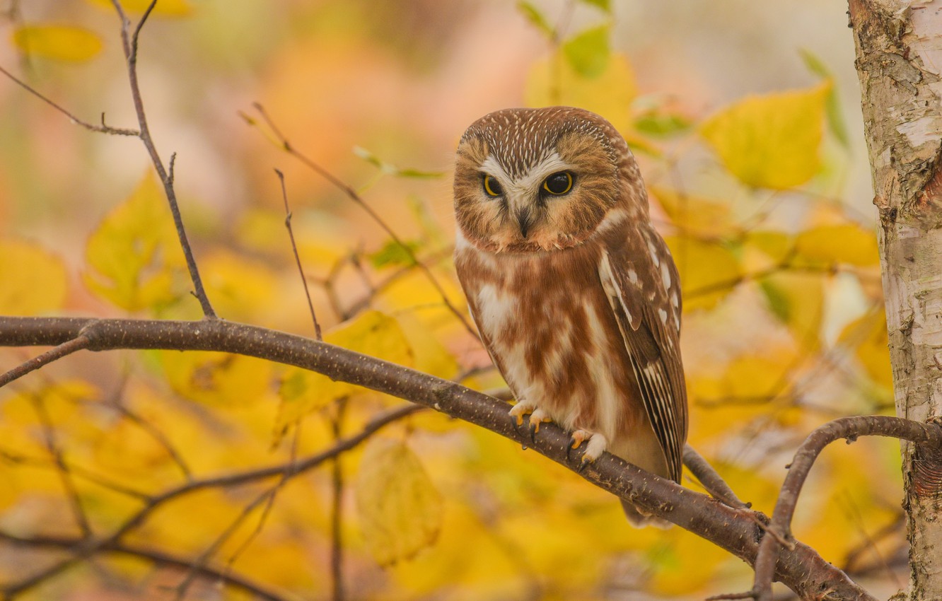 Photo Wallpaper Autumn, Look, Leaves, Branches, Yellow, - Autumn Owl Backgrounds - HD Wallpaper 