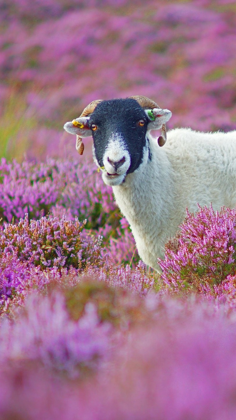 Wallpaper Sheep, Grass, Flowers, Lilac - Sheeps In Lavender Fields - HD Wallpaper 