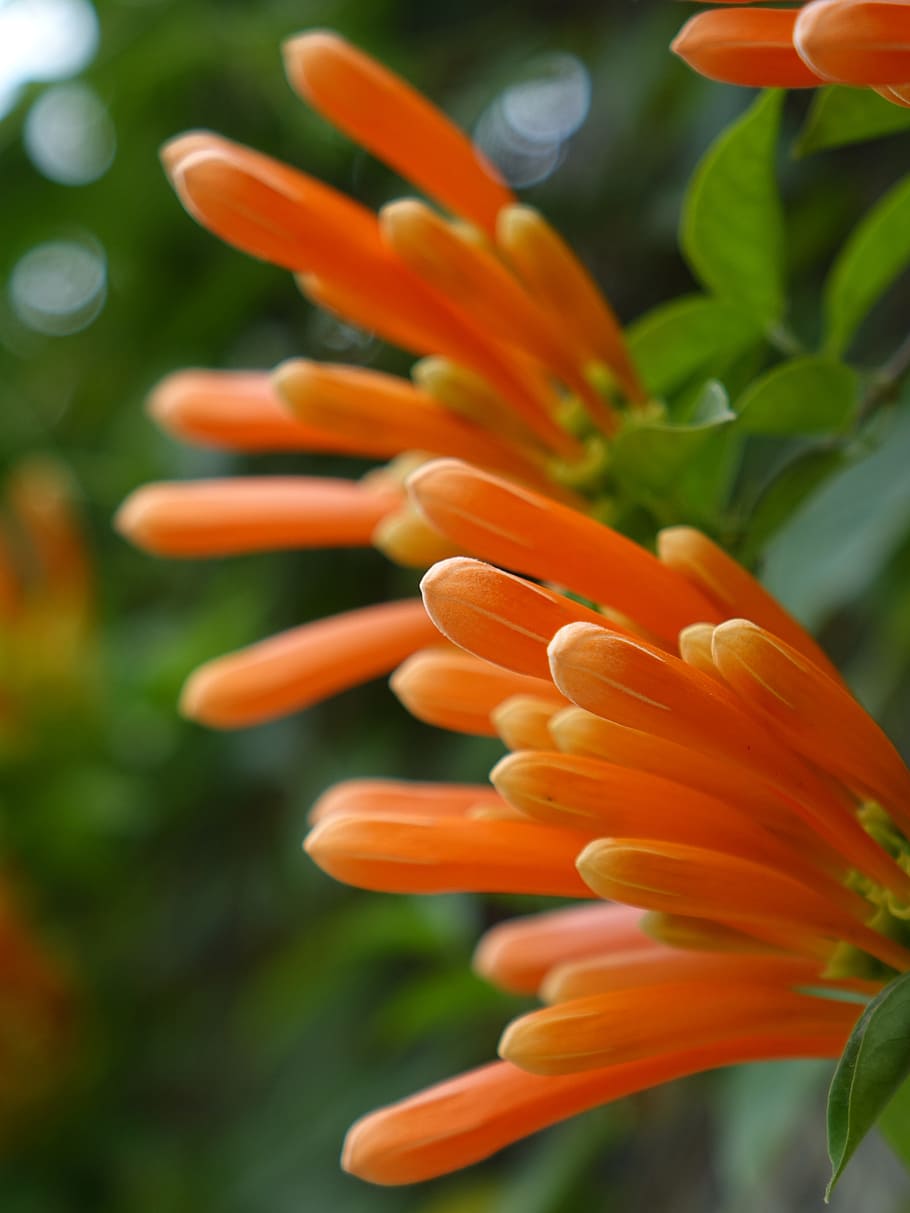 Firecracker Flower, Flame Vine, Golden Coral, Three - Pyrostegia Venusta - HD Wallpaper 