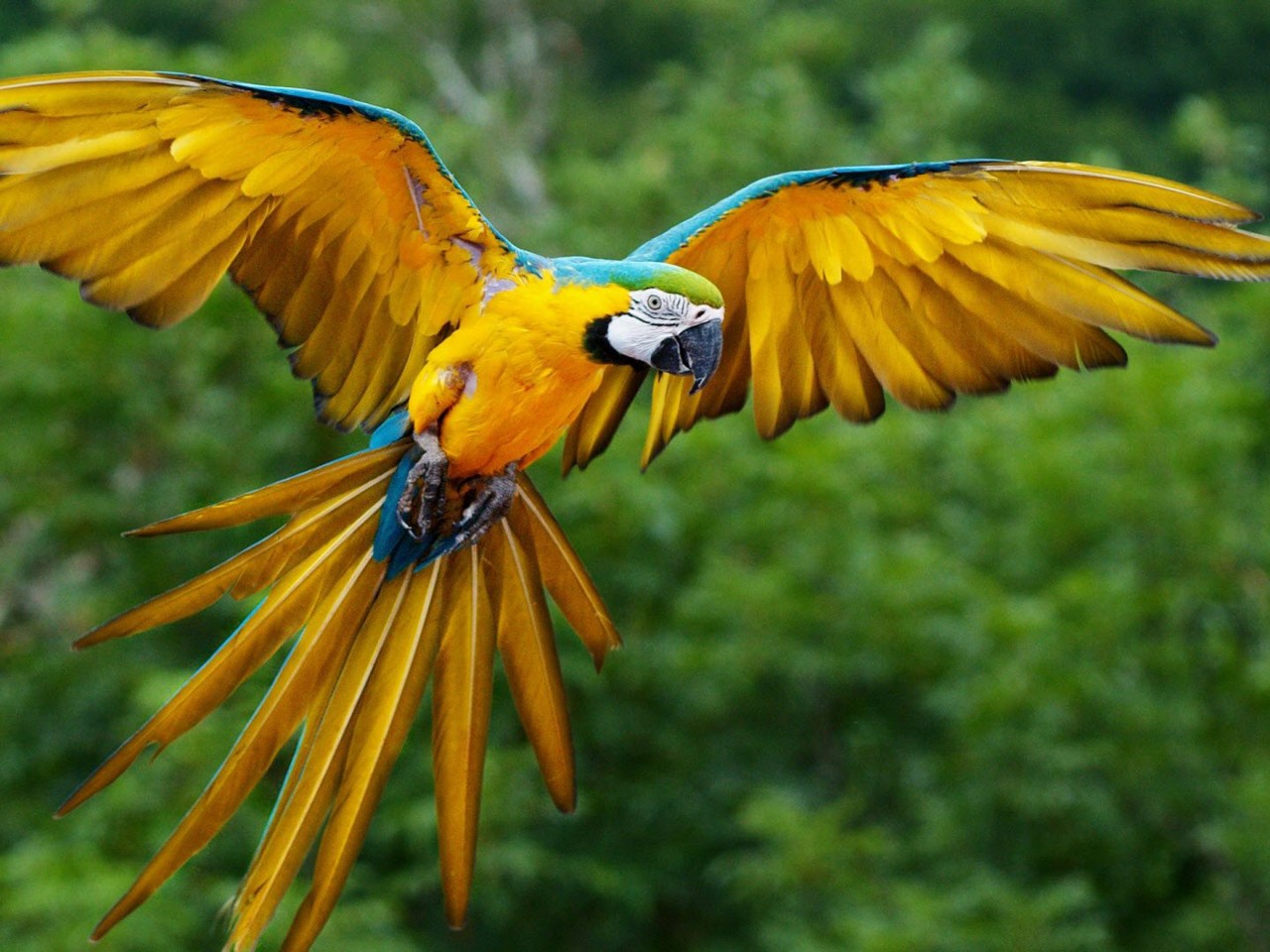 1080p Parrot Hd - HD Wallpaper 