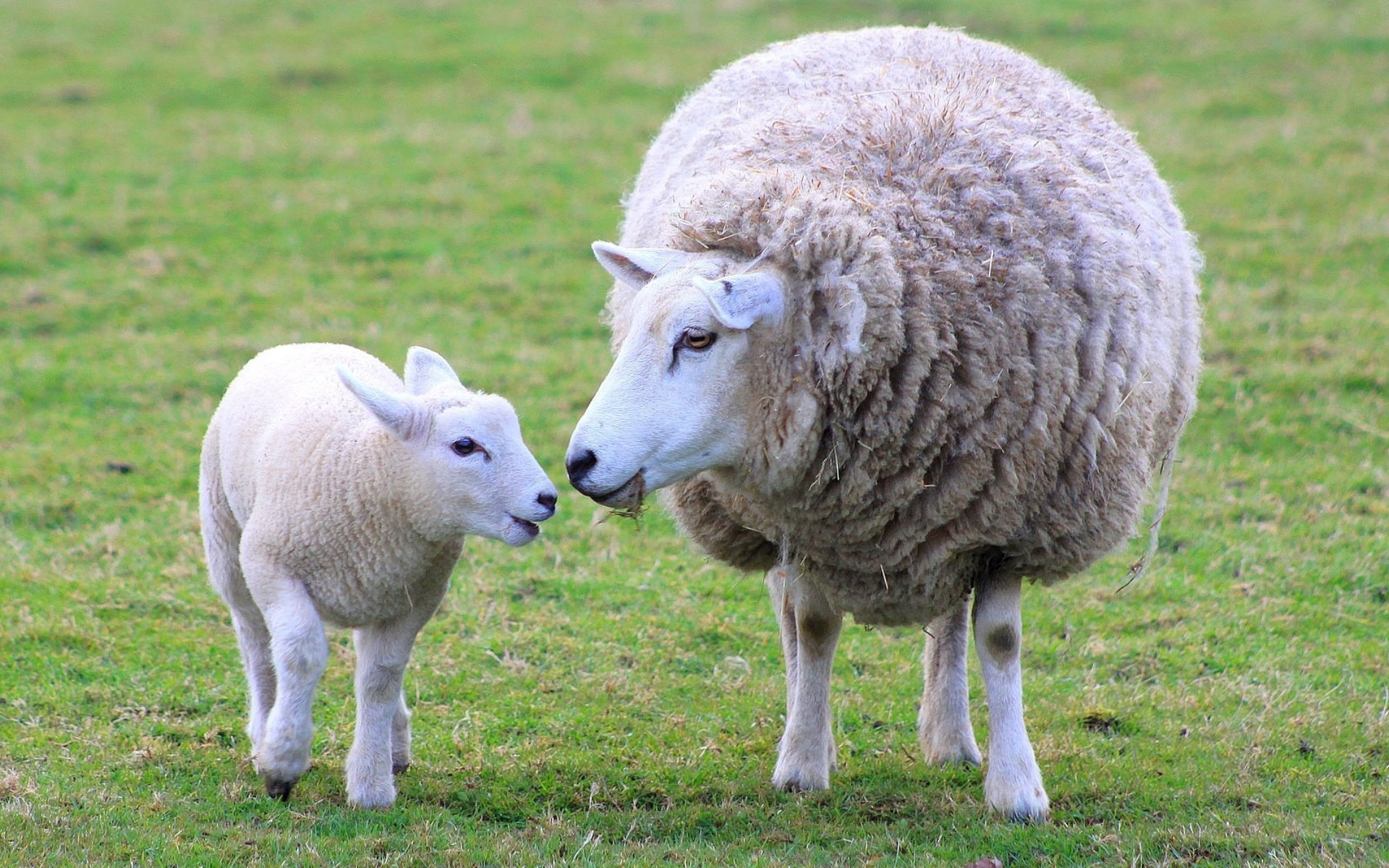 Sheep Images Ewe And Lamb Hd Wallpaper And Background - Brebis Et Agneau - HD Wallpaper 