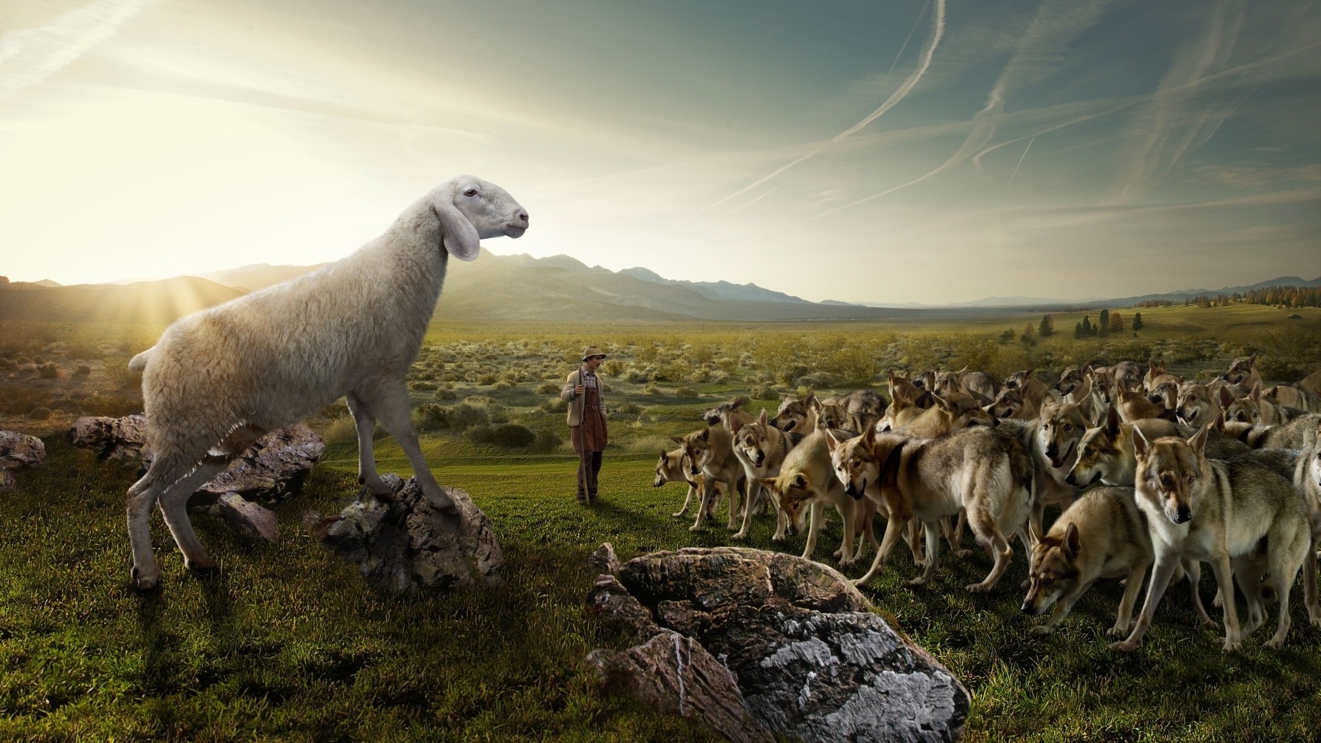 Flock Of Sheep Shepherd - HD Wallpaper 