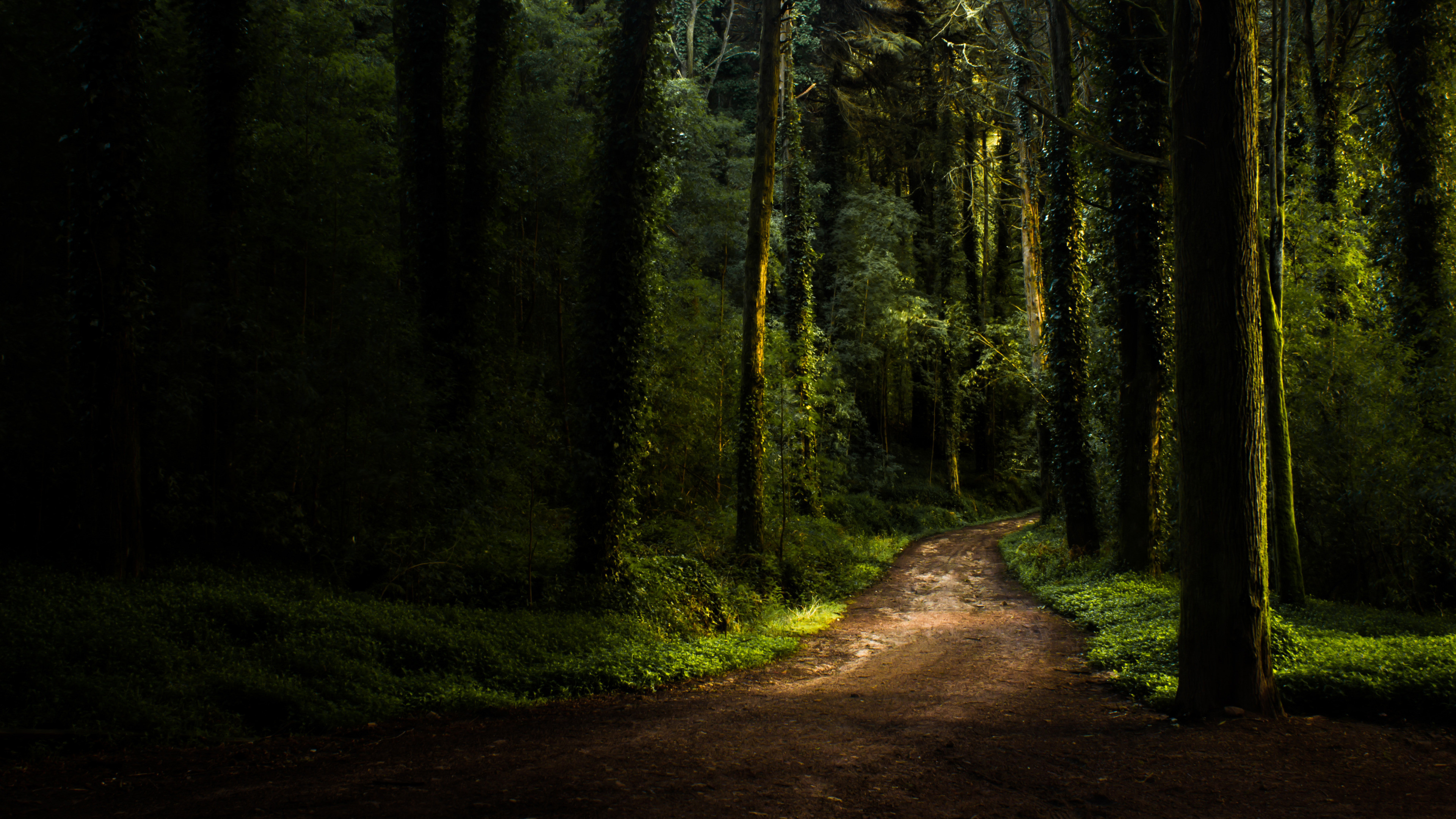 3840x2160, Optic Gaming Green Wall Wide Wallpaper Game - Sintra Portugal Forest - HD Wallpaper 