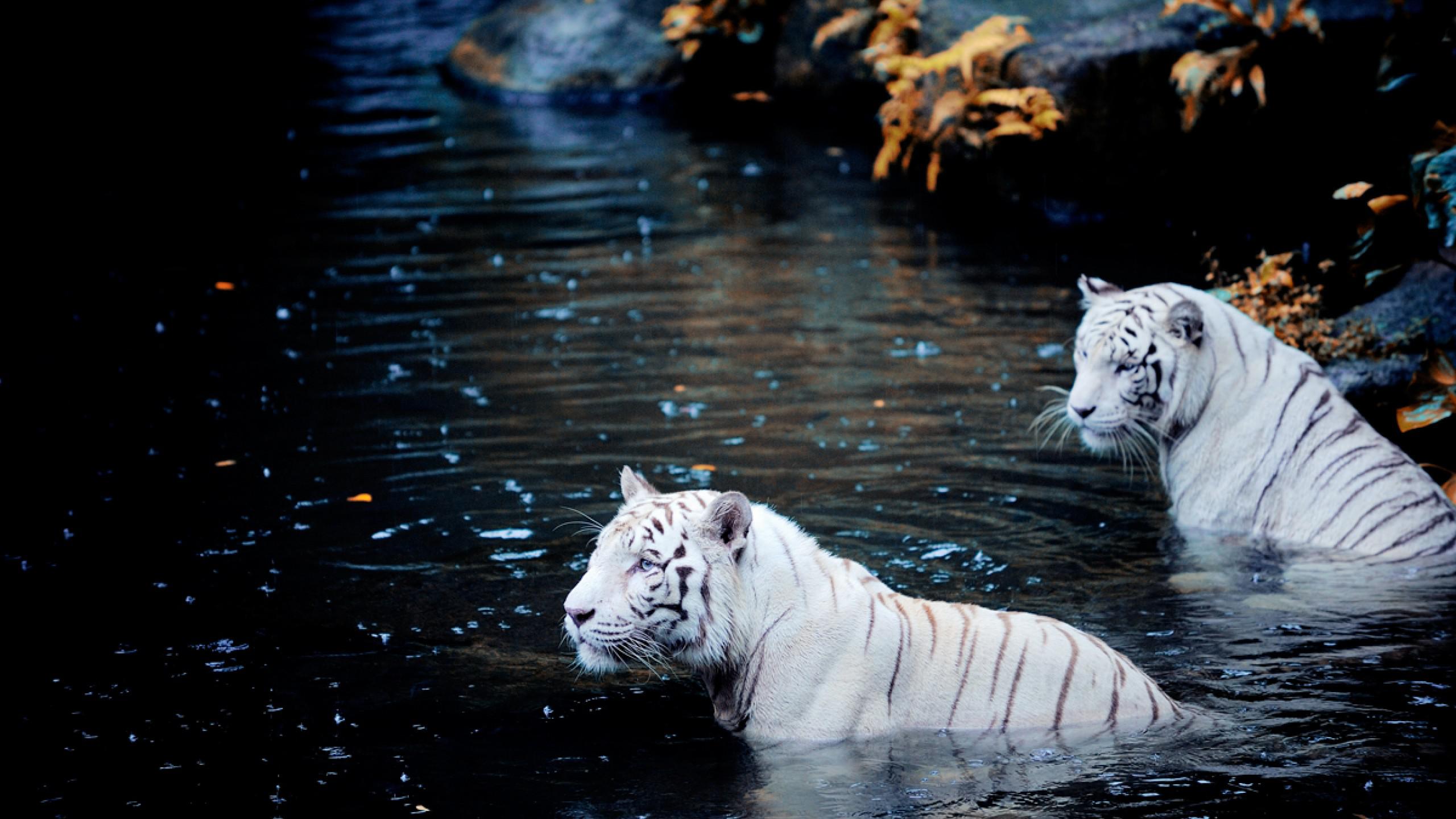 Hd Wallpaper White Tiger - HD Wallpaper 