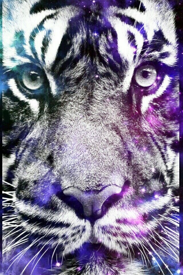 Tiger Wallpaper Iphone - HD Wallpaper 