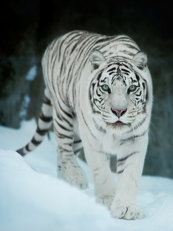 White Tiger Cat In Snow - HD Wallpaper 