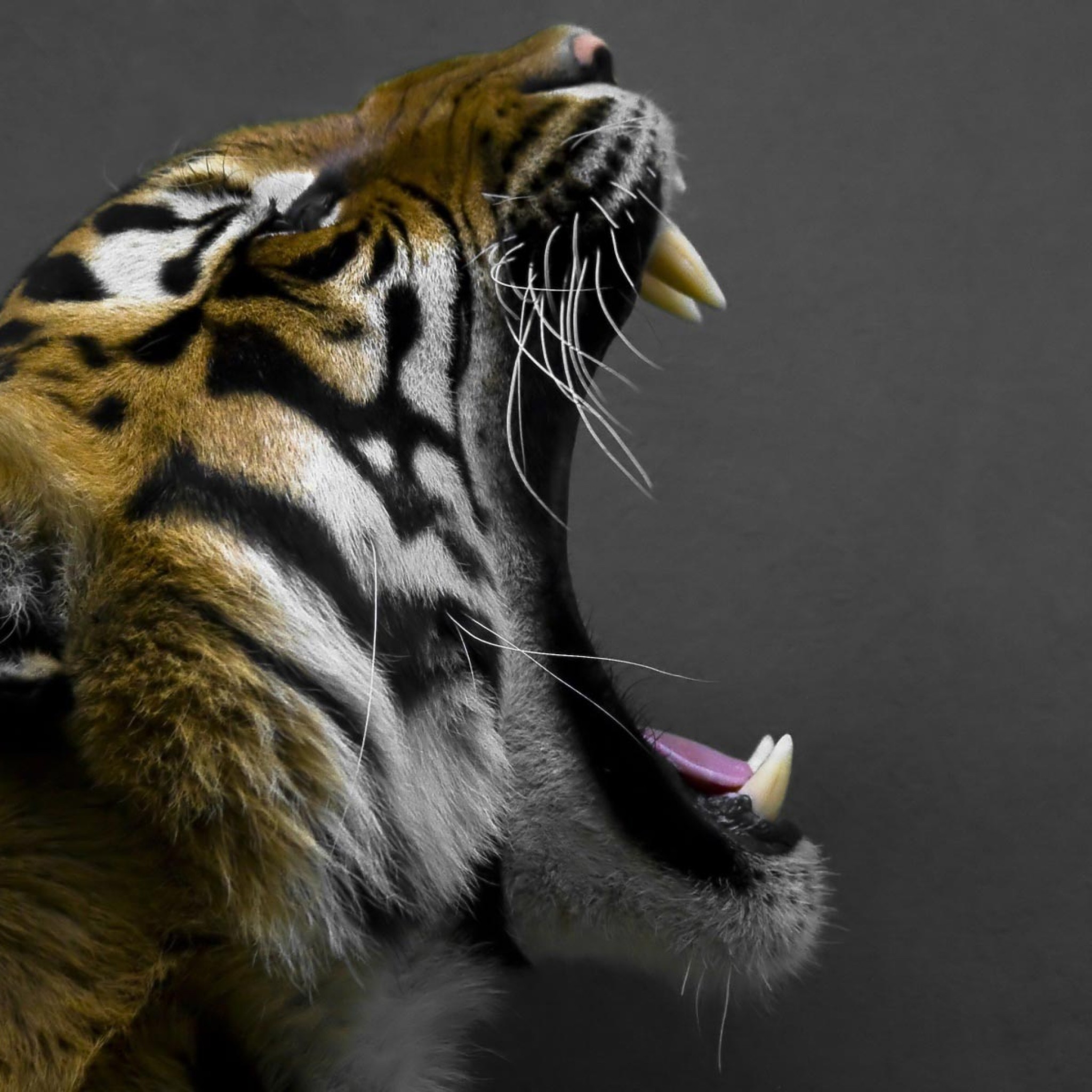 Tiger Open Mouth Side View - HD Wallpaper 